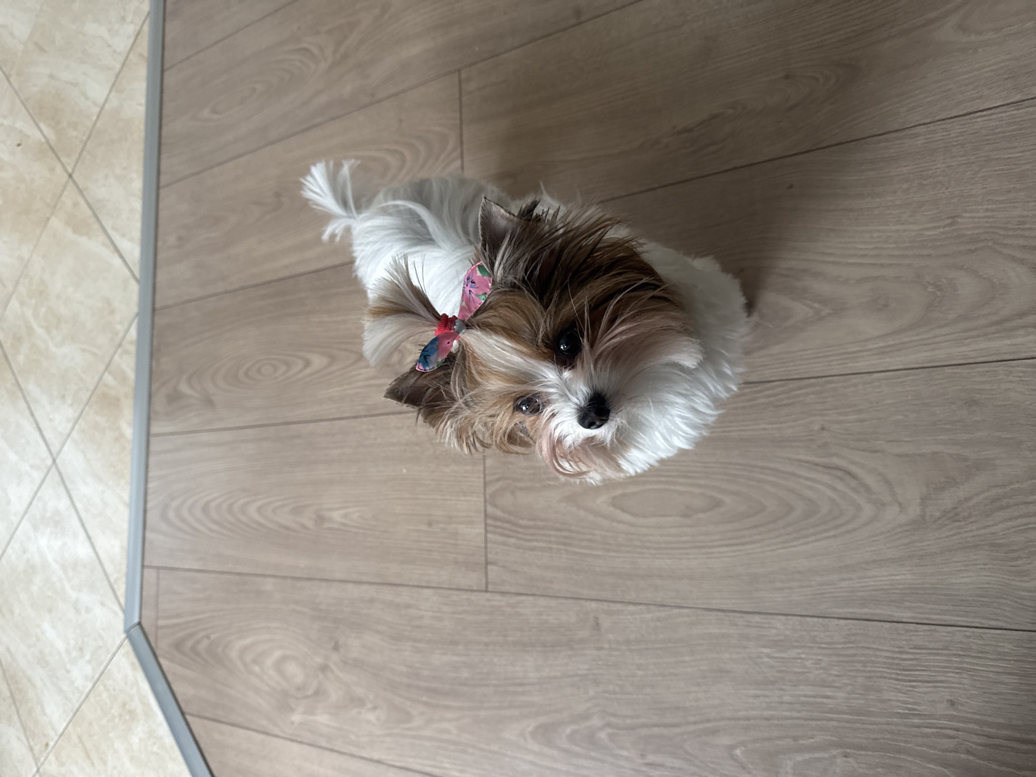 The image presents a small, fluffy dog indoors, viewed from an overhead perspective. The dog, likely a Shih Tzu or similar small breed, features a charming mix of white, brown, and light brown fur. A notable detail is a vibrant pink bow, adorned with what appear to be butterfly or abstract patterns, tied neatly into the dog's topknot between its ears.
The animal is positioned on a floor that transitions between two distinct materials. On the right and extending into the center, the flooring consists of light-colored wooden planks, likely laminate or engineered wood, displaying a visible grain pattern. To the left, a section of beige or cream-colored square tiles is visible. A sleek, metallic transition strip, possibly silver or grey, separates these two flooring types, indicating an architectural break, such as a doorway or hallway within a domestic setting.
The dog is looking directly upwards, engaging with the camera with an attentive and curious expression. Its dark, expressive eyes stand out against its predominantly white and light-colored face. The bright lighting suggests it is daytime. The scene conveys a calm, home environment. While not visually confirmed by the image itself, the context provided situates this scene in Plovdiv, Bulgaria. There is no visible text within the frame.