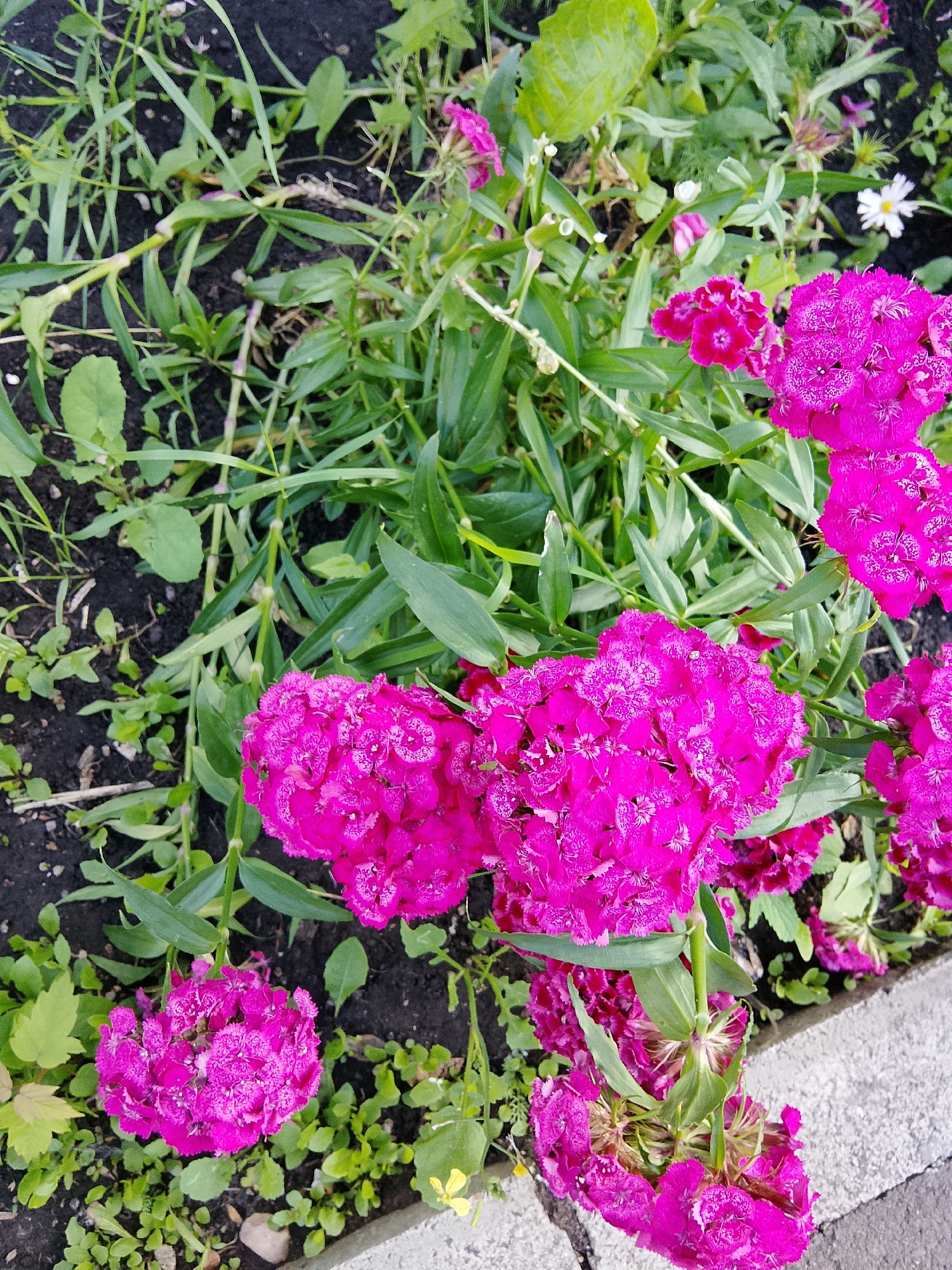 In Bugulma, Russia, a close-up, high-angle shot captures a patch of vibrant pink dianthus flowers growing amidst lush green foliage and dark soil. The flowers, densely packed with frilled petals, exhibit a rich fuchsia hue, some featuring delicate white speckles. A small white daisy with yellow markings adds a contrasting element to the scene, while scattered green leaves and blades of grass fill the spaces between the blossoms. The edge of a textured gray concrete curb is visible along the bottom right, suggesting an urban garden or park setting. The lighting is bright, creating soft shadows and highlighting the intricate details of the flowers.