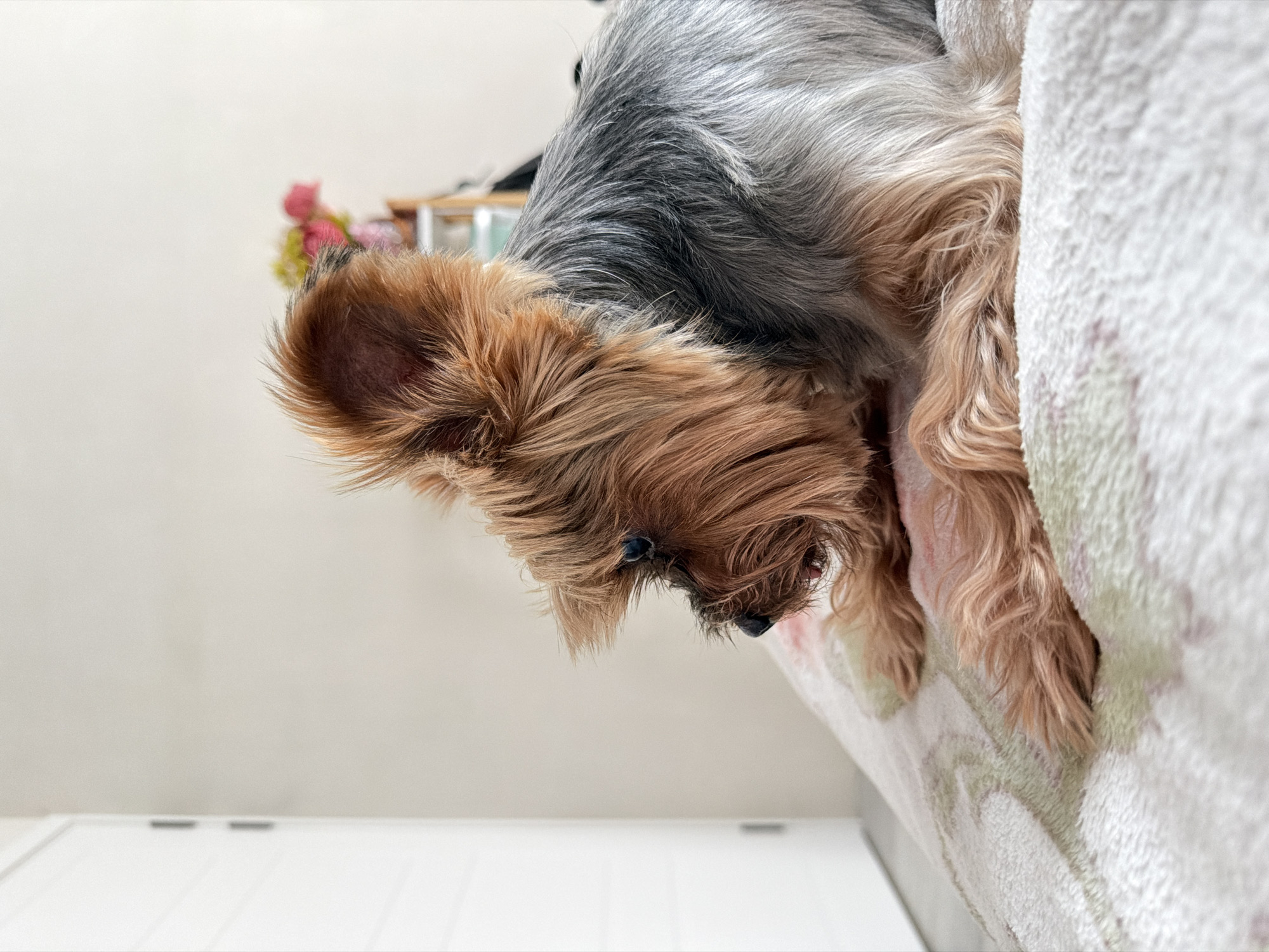 A close-up, low-angle shot depicts a Yorkshire Terrier perched on what appears to be the edge of a surface covered in a soft, textured, patterned fabric. The dog is positioned in the upper part of the frame, with its head and upper body prominently visible. The terrier has a mix of gray and tan fur. The background includes a partially visible shelf with what appears to be floral arrangements, along with a cream-colored wall that transitions to a white surface. The location is not discernable from the image.