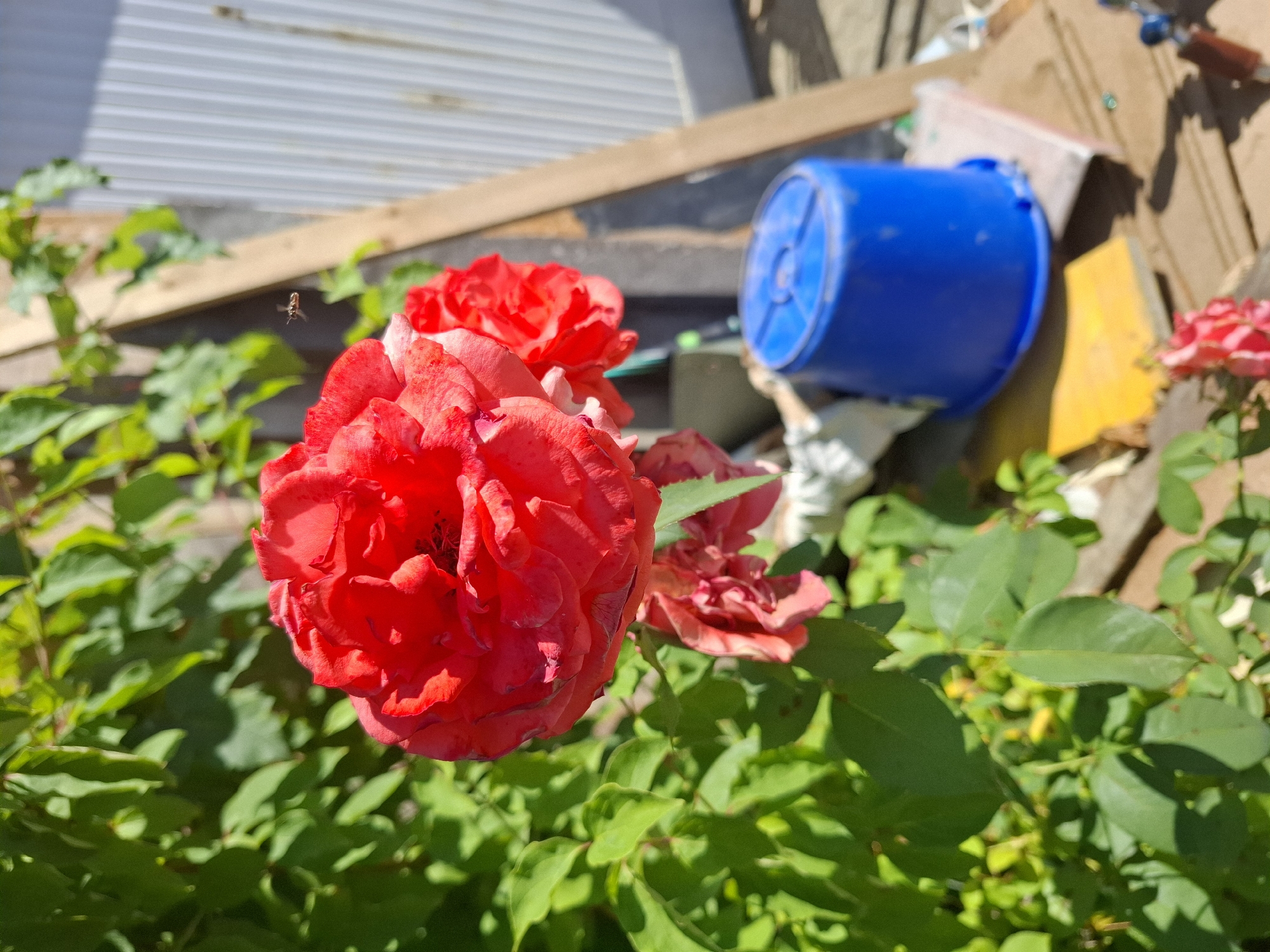 A close-up, medium shot captures a cluster of vibrant red roses in the foreground, bathed in bright sunlight. The roses are in various stages of bloom, with some fully open and others just beginning to unfurl. Lush green foliage surrounds the flowers, creating a natural backdrop.
In the middle ground, a small insect, possibly a bee, is captured in mid-flight, adding a sense of dynamic movement to the scene. Behind the roses, a bright blue plastic bucket rests on a wooden surface. The background reveals a light-colored corrugated metal wall and a wooden beam, suggesting an outdoor setting, possibly a garden or yard in Klettgau, Germany. The overall impression is one of a sunny day in a lively outdoor environment.