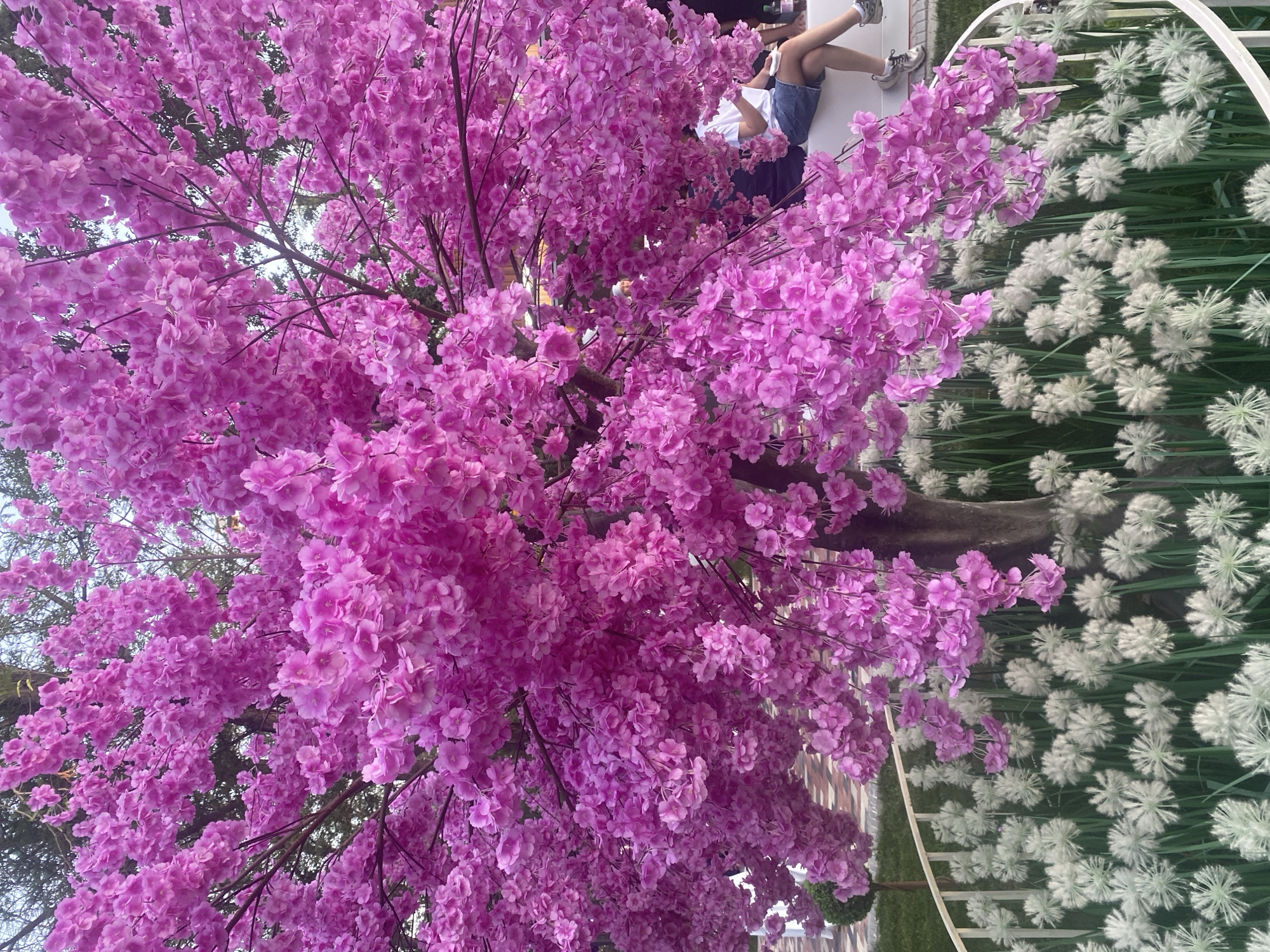 The image shows a close-up of a tree with abundant pink blossoms. In the background, a person is sitting with their legs crossed, wearing denim shorts and a white t-shirt. To the right of the tree, there is a display of white, dandelion-like flowers arranged in rows. The setting appears to be outdoors, possibly in a park or garden, with a hint of greenery and a brick wall visible in the distance. The lighting suggests it is daytime.