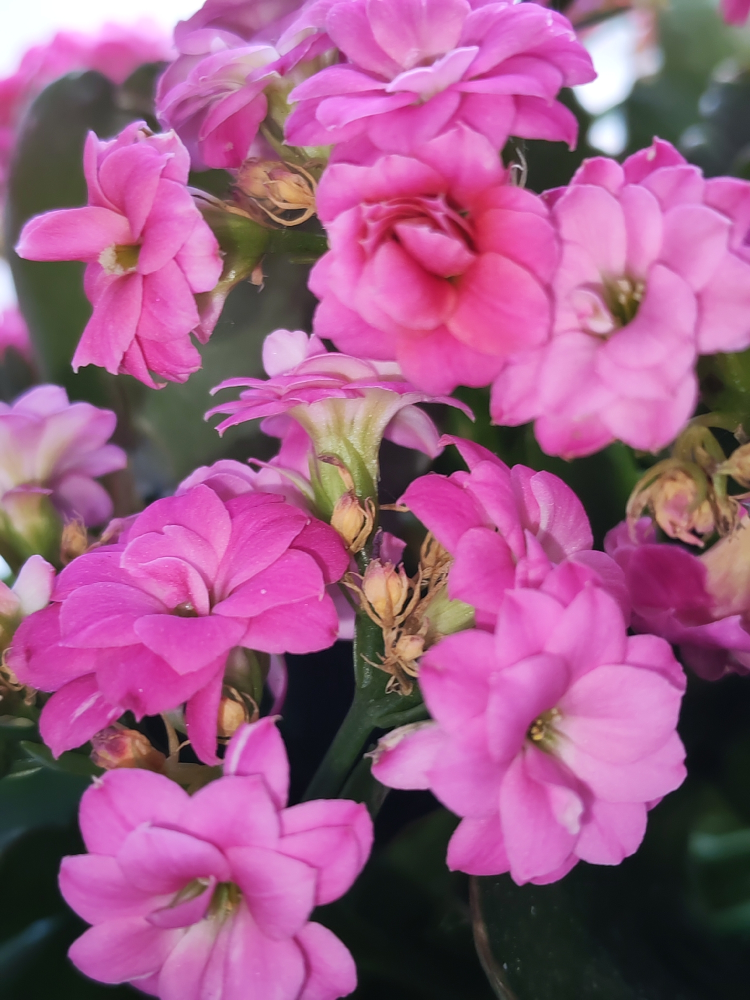 The image displays a close-up view of several bright pink Kalanchoe flowers. The flowers are clustered together, with some in full bloom and others still developing. The petals are layered and have a slightly glossy texture. Several green stems and leaves are visible, as well as some dried, brown seed pods or remnants of past blooms. The background is dark and out of focus, emphasizing the vibrant colors of the flowers. The lighting appears to be natural and soft, highlighting the delicate details of the petals. There is no indication of the location within the city of Izhevsk, Russia, nor any people, actions, or interactions.