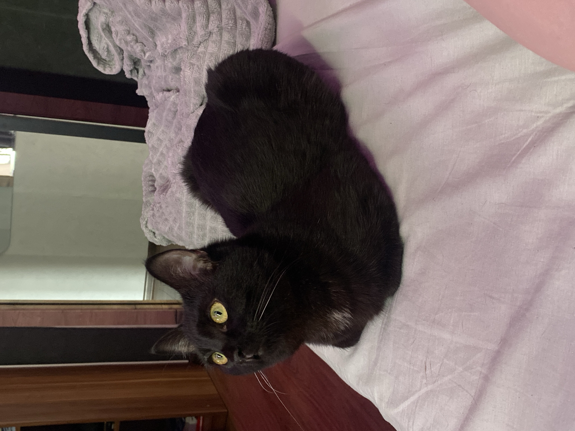 A black cat with green eyes is lying on a white bed sheet. A grey, textured blanket is near the cat. The image appears to be taken indoors, with a window and wooden furniture visible in the background. The city of Izhevsk, Russia is not discernible from the visual information provided.