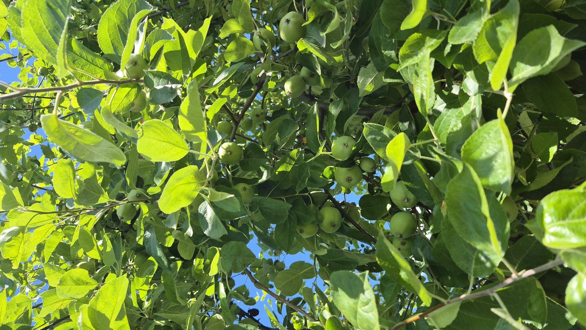 The image shows a close-up, low-angle view of an apple tree with numerous green apples and bright green leaves, set against a clear blue sky. The scene appears to be in an outdoor environment. The apples are of various sizes and are distributed throughout the branches, some partially obscured by the foliage. The leaves are vibrant and appear healthy, catching the sunlight and creating areas of bright illumination and shadow. The branches of the tree are visible, adding to the dense, natural composition. The image does not contain any people or evidence of human activity beyond the cultivation of the apple tree. The location, Цярэніцкі сельскі Савет, Belarus, suggests a rural or semi-rural setting.