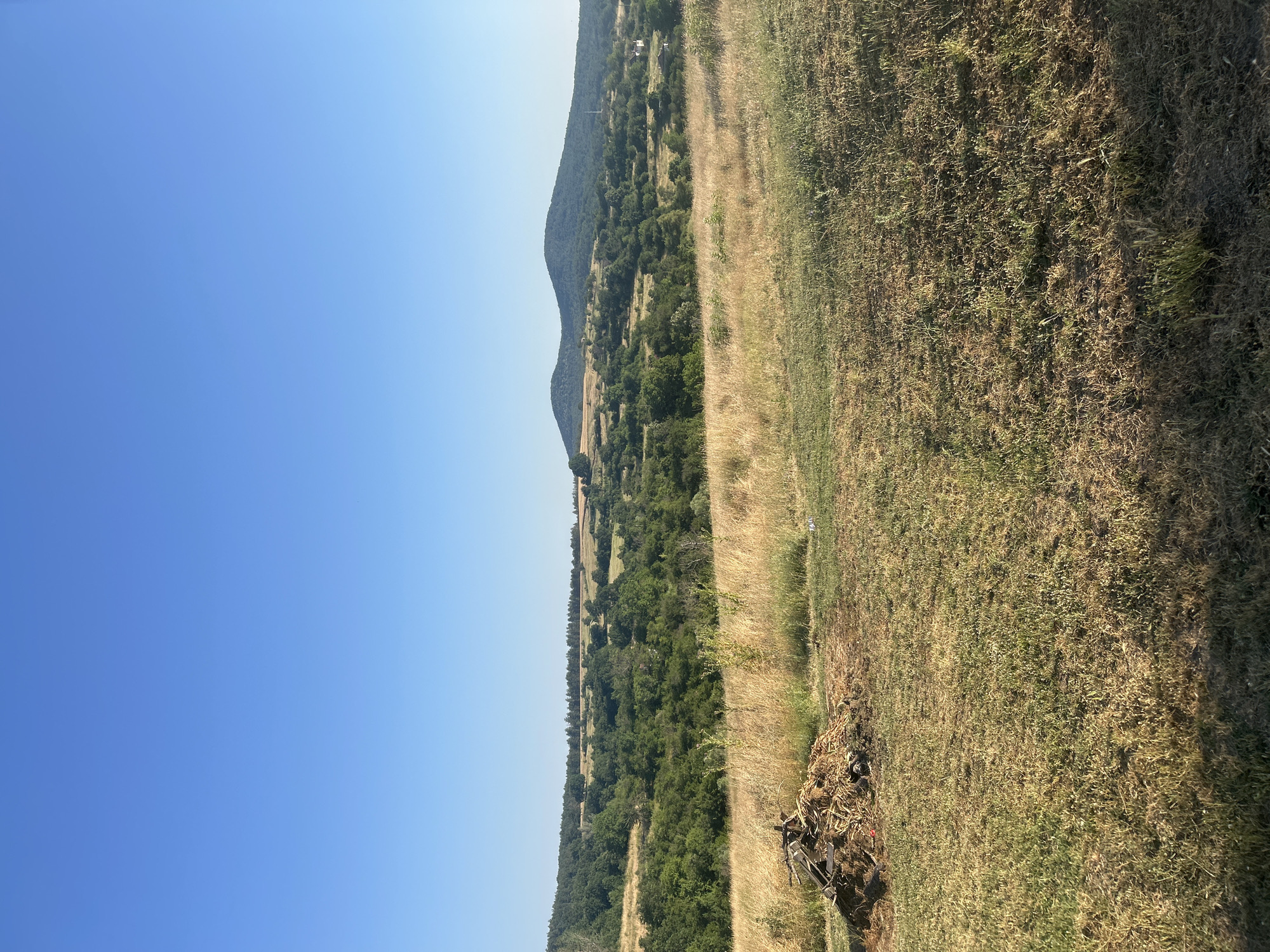 A wide-angle, landscape photograph taken from a high vantage point shows a rural scene in Bogdanovo, Bulgaria. The image is dominated by a clear, bright blue sky on the left, transitioning to a sun-drenched, rolling hillside on the right. The hillside is covered in a mix of dry, golden grass and scattered patches of green vegetation. A dense line of dark green trees runs along the middle ground, creating a distinct border between the grassy foreground and the hazy, mountainous background. The mountains themselves are covered in a similar mix of trees and sparse vegetation, with their peaks softened by distance and a light atmospheric haze. Small, white structures, possibly buildings or farmhouses, are visible nestled among the trees on the slopes of the hills. In the immediate foreground, on the right side of the image, a small pile of dried organic debris, possibly agricultural waste or fallen branches, sits on the ground. The lighting suggests it is a sunny day, likely midday, with the sun casting shadows and illuminating the landscape. The overall impression is one of a peaceful, natural landscape, typical of a rural Bulgarian countryside in the warmer months. There is no visible text in the image.