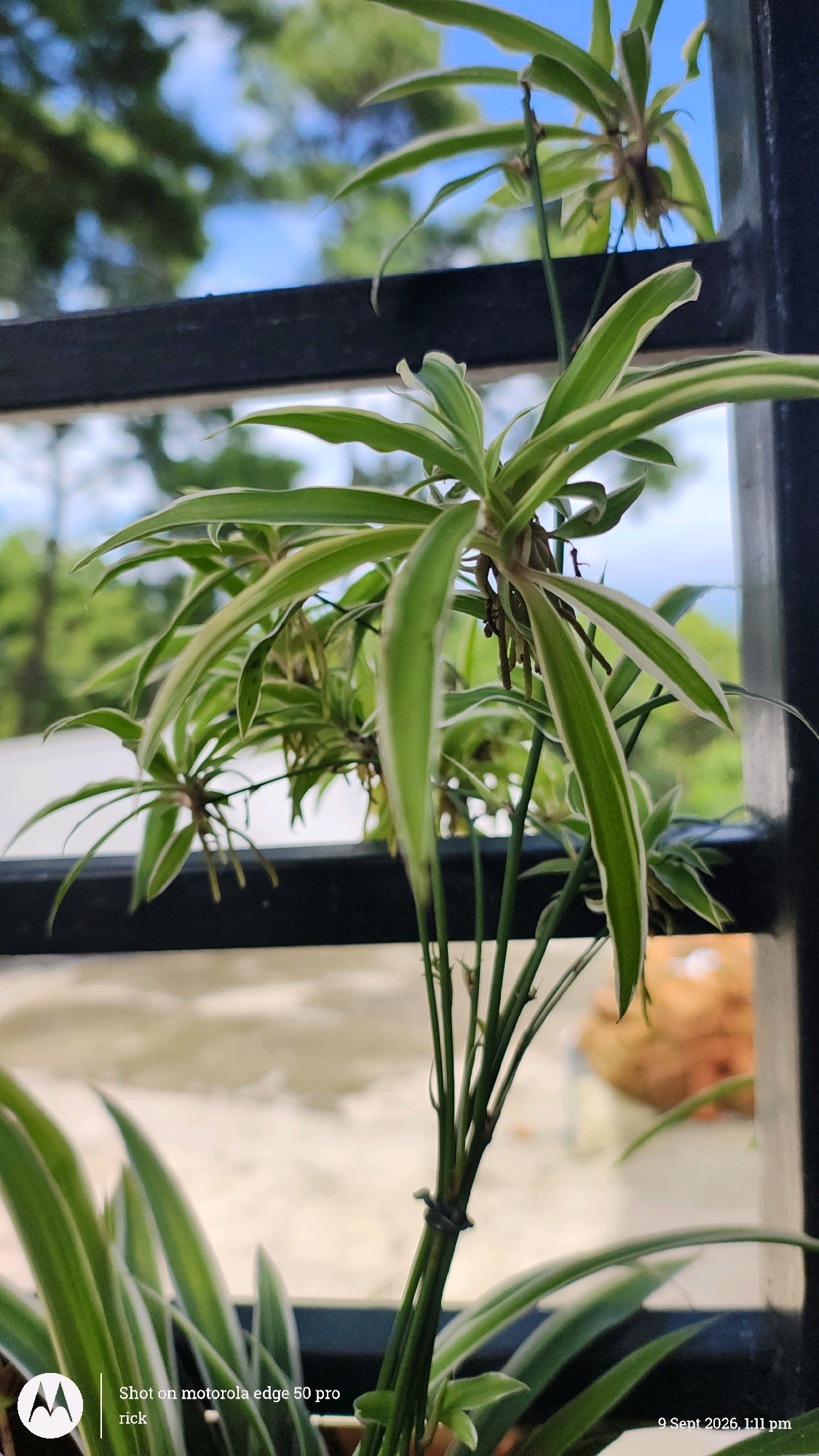 A spider plant with green and white striped leaves is in focus. The plant is in a pot and positioned behind a black metal grate. In the background, out of focus, is a blue sky with some white clouds and green foliage, suggesting an outdoor environment. The bottom left of the image shows a Motorola logo and the text "Shot on motorola edge 50 pro rick". The bottom right corner shows the date and time: "9 Sept 2026, 1:11 pm". The image appears to be a close-up of a houseplant, possibly on a balcony or near a window. The mention of "Ishyrwat, India" in the prompt is not directly supported by visual evidence in the image itself, but could be contextual information provided separately.