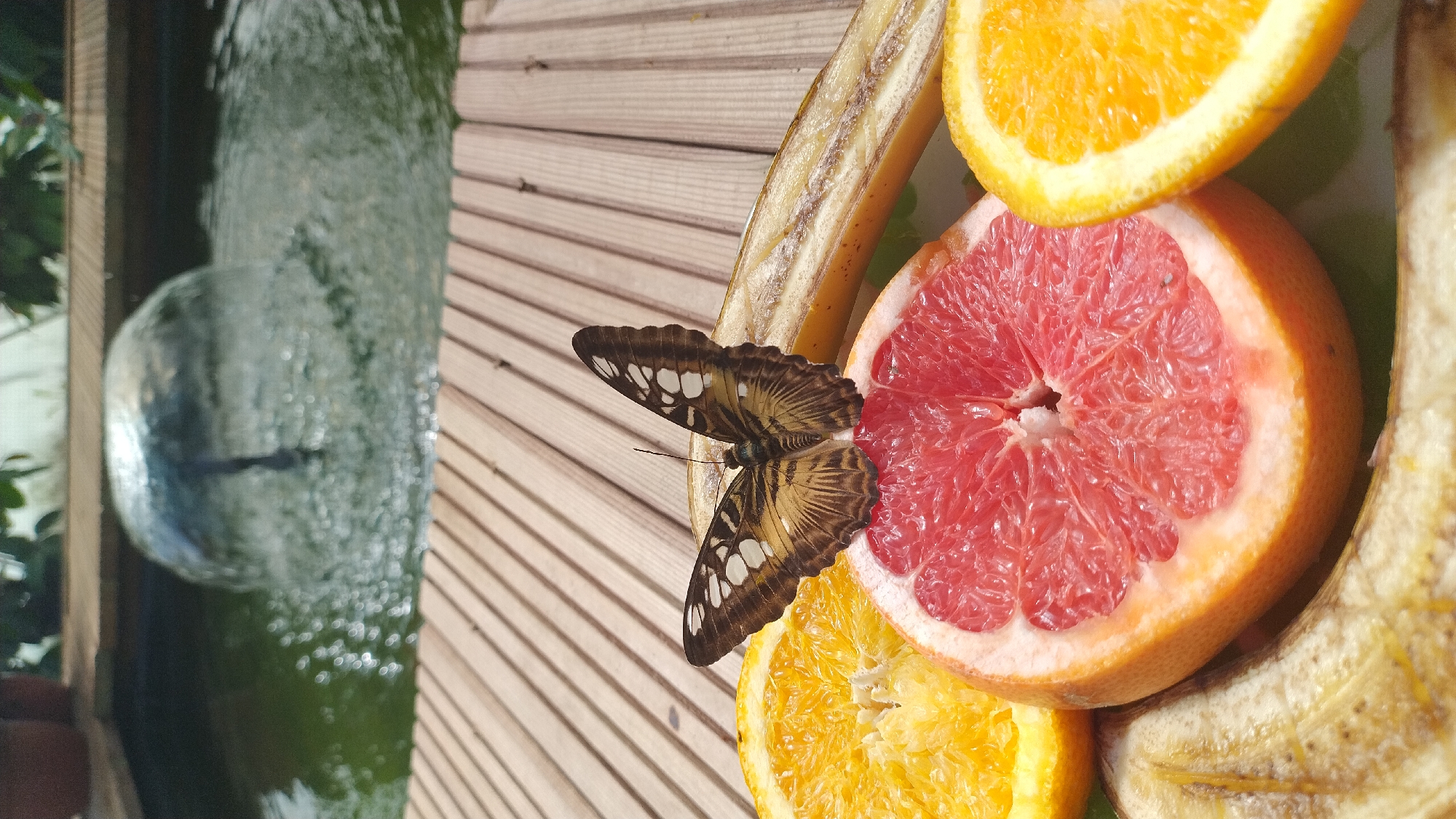 A butterfly with brown and white patterned wings rests on a slice of pink grapefruit. The grapefruit is part of a fruit platter that also includes slices of orange and banana. The platter is on a wooden deck next to a small fountain in a pond. The scene appears to be outdoors, possibly in a park or garden, with lush greenery visible in the background. The location is identified as Tērvete, Latvia.