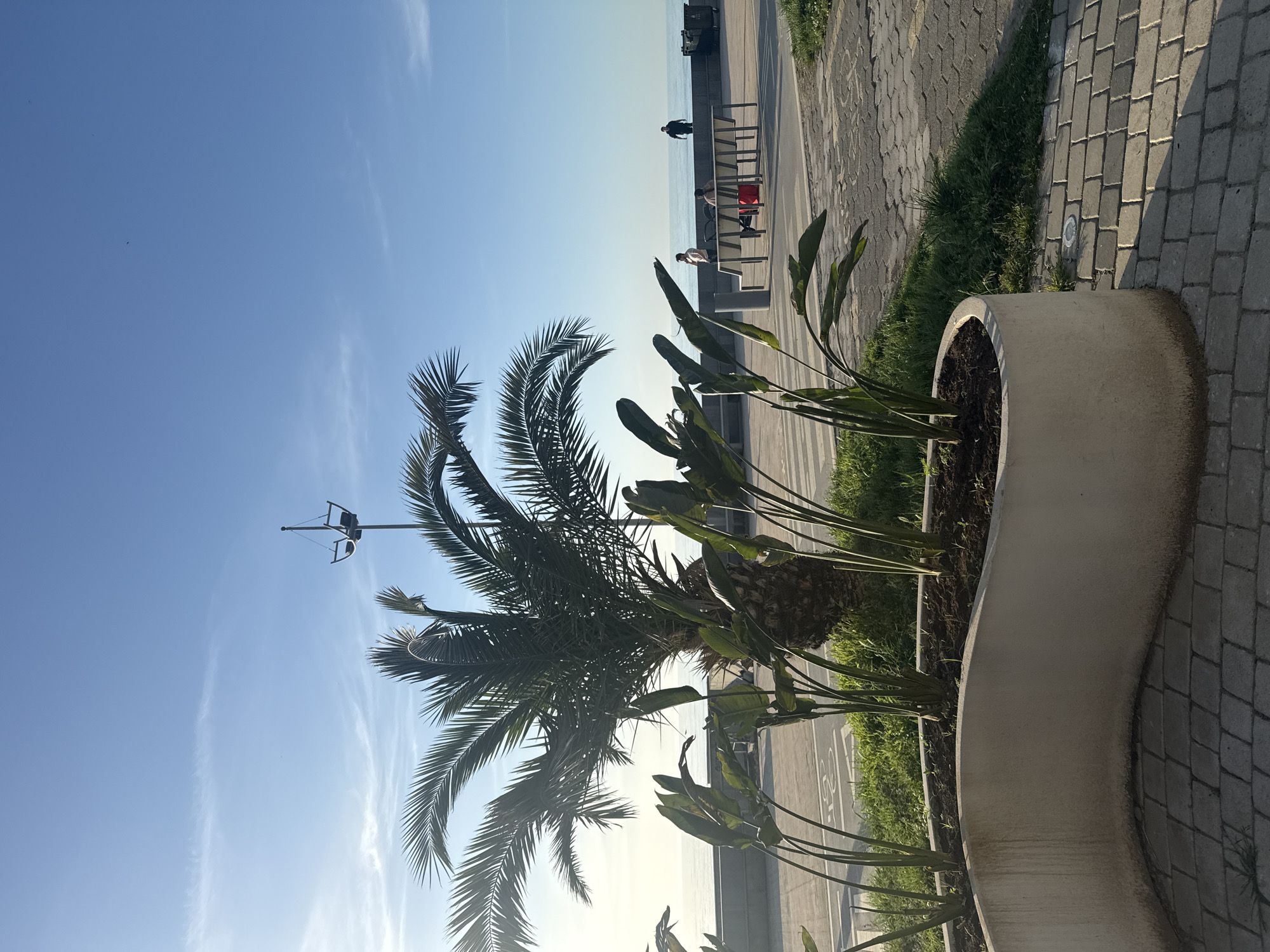 The image shows a palm tree in a concrete planter along a paved walkway in Batumi, Georgia. In the background, several individuals are either sitting on benches or standing along the seaside promenade. The sky is clear blue, suggesting a sunny day. The pavers lining the walkway are rectangular and grey.