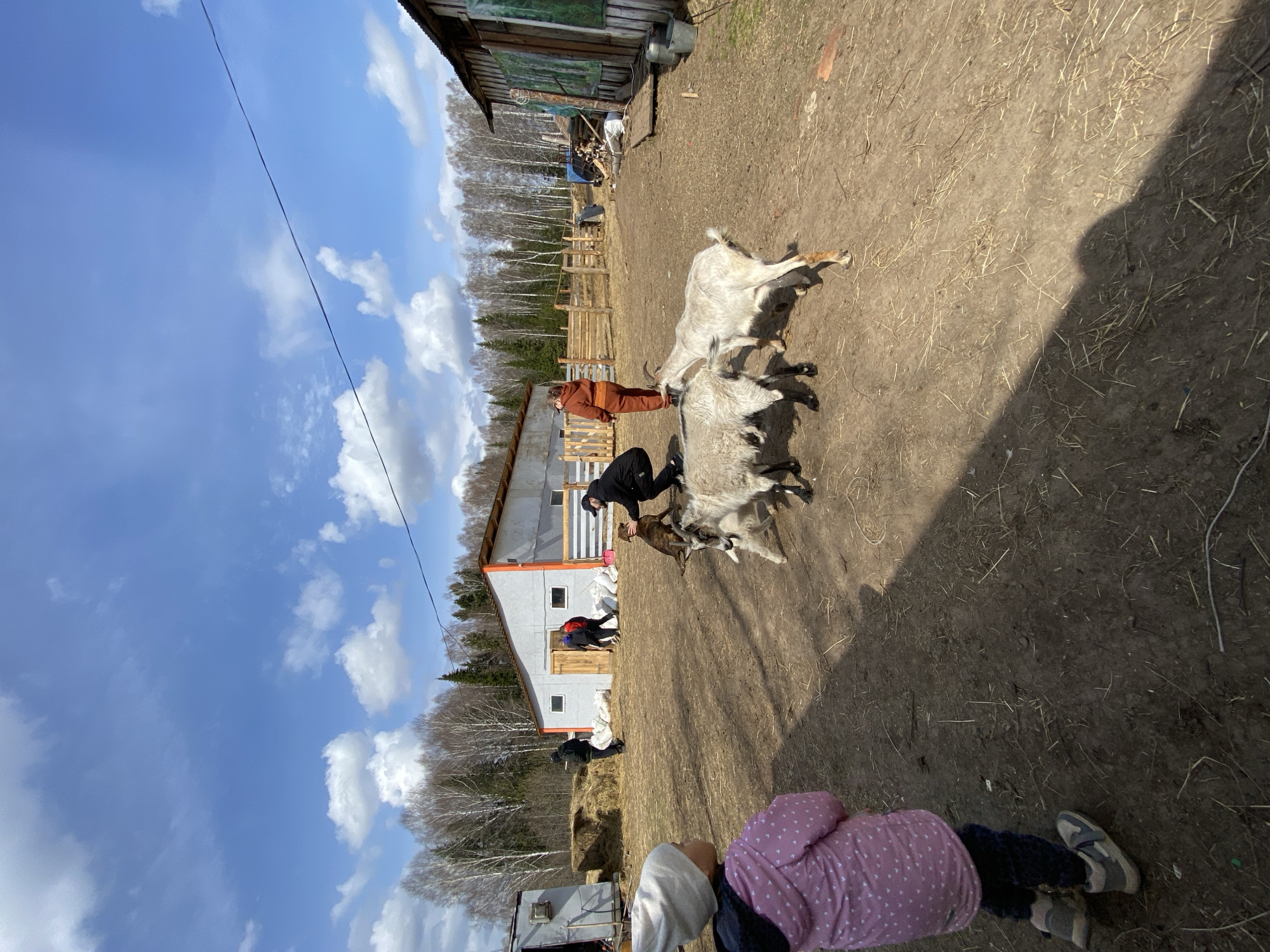 The image depicts an outdoor scene in Zhigalki, Russia, on a sunny day with a partly cloudy sky. The environment appears to be a rural farm or homestead. There are several goats grouped together, with at least two people interacting with them. One individual is wearing a dark jacket and interacting with one of the goats. Another person in brown clothing stands nearby. A small child wearing a polka-dotted jacket is in the foreground. In the background, there is a building with a grey roof and white walls, and an adjacent older wooden structure. There's also a wooded area with bare trees nearby. The ground is covered with dry grass and dirt. An electrical wire is visible against the blue sky.