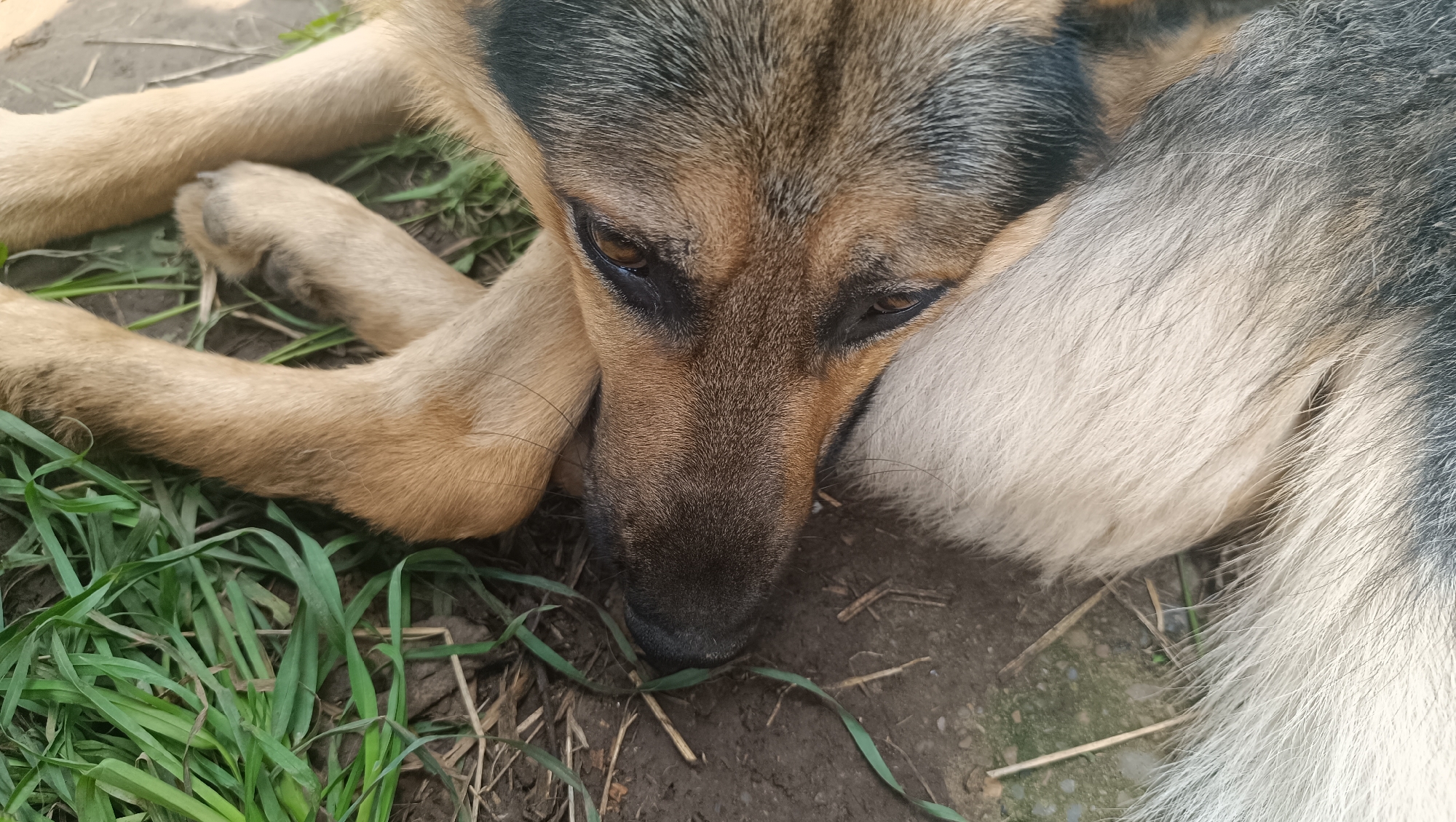 This is a close-up, high-angle shot of a German Shepherd dog resting on the ground in an outdoor, uncultivated area. The dog's face is the central focus, with its head resting on its paws. Its fur is a mix of tan, brown, and black, with some white fur visible on its hindquarters. The dog appears to be lying on dirt mixed with dry grass and a few green blades of grass. The background is blurred, but suggests a natural, possibly rural or semi-rural environment. There are no people or man-made structures visible in the image. The lighting suggests daylight conditions. The location in Karsha, Russia is not determinable from the image itself.
