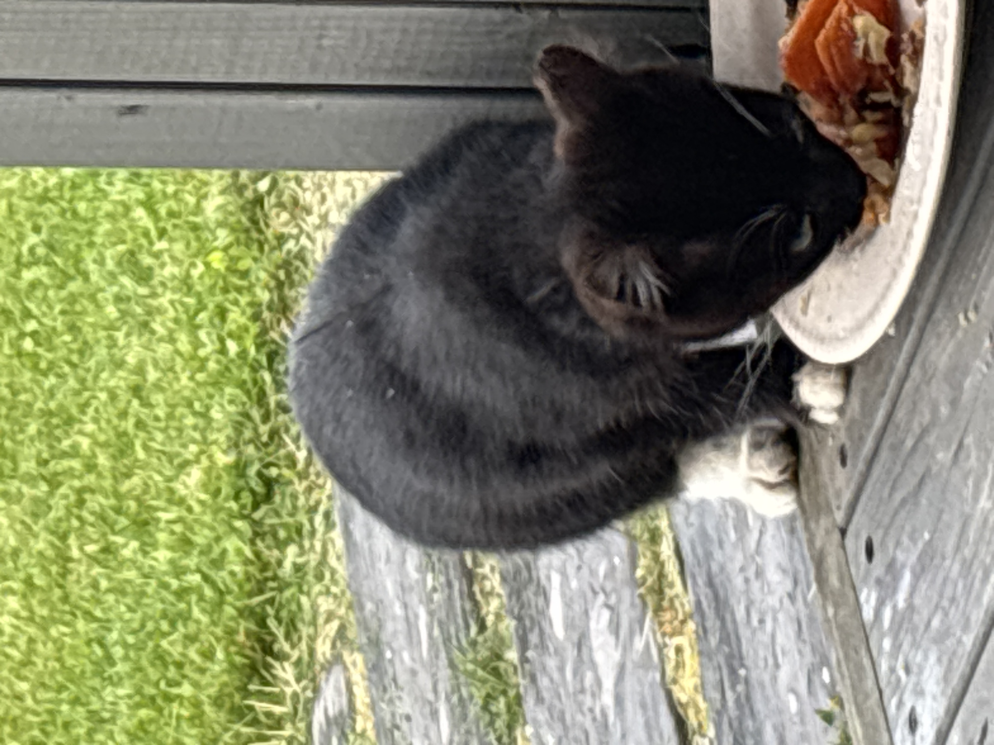 A black and white cat is eating from a white plate on a wooden surface. The cat has white paws and chest. Behind the cat is green grass and a wooden fence. The scene is outdoors, with natural lighting. The location is the city of Zvenigorod, Russia.
