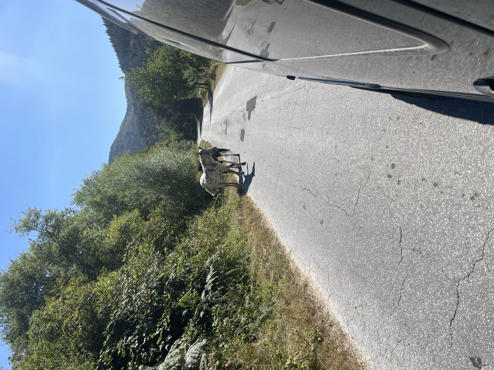 Two horses, one spotted and the other dark, stand on a paved road in a rural, mountainous area. The road is cracked and appears to be in disrepair. The horses are near the edge of the road, which is bordered by lush green vegetation on the left. In the background, rolling hills covered in trees stretch towards a clear blue sky. The right side of the image shows the side of a dark-colored vehicle, likely a van, with its reflection visible on the surface. The scene appears to be a roadside encounter in the Bulgarian countryside, possibly near the village of Debelianovo, given the natural landscape.