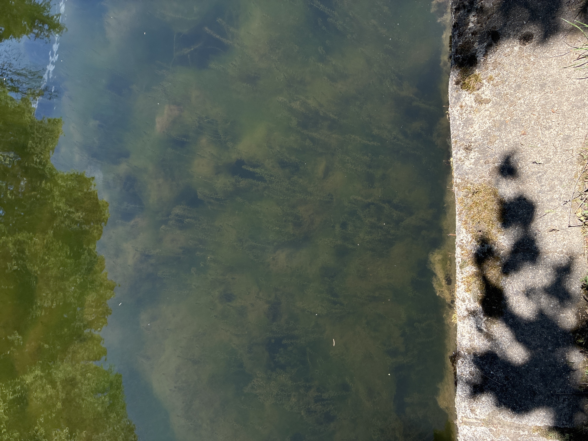 The image shows a body of water, possibly a canal or pond, with submerged aquatic vegetation. A concrete edge is visible on the right side of the frame, with shadows cast upon it. The water appears murky and green, reflecting the surrounding trees and sky on the left side. The location might be a park or urban area in Sofia, Bulgaria, but this cannot be confirmed from the image alone. There are no people visible. The scene depicts the water surface with aquatic plants and its concrete border in the daylight.