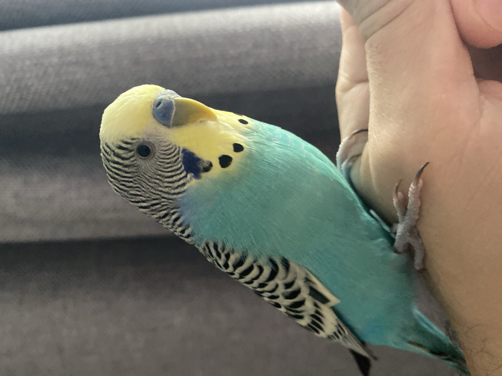 A close-up shot depicts a light blue and yellow budgerigar perched on a person's hand. The bird has black markings on its head, wings, and back. The bird's beak is yellow, and its cere (the fleshy part above the beak) is blue. The person's hand is light-skinned, with visible fingers and nails. The background is out of focus and appears to be a gray fabric surface.