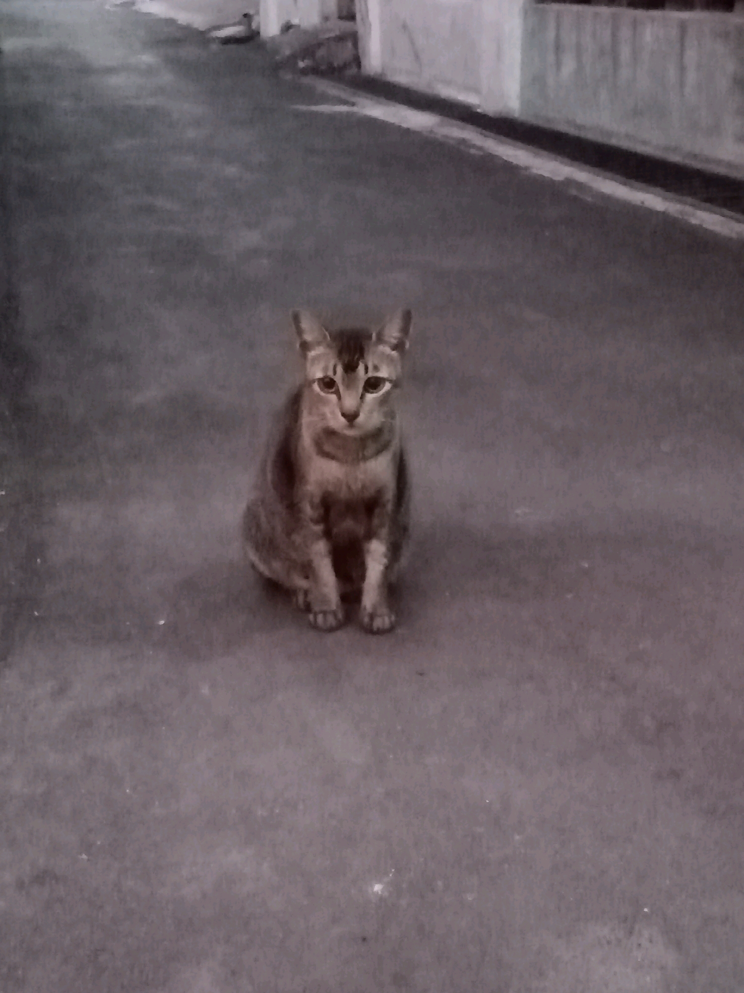 A tabby cat sits on an asphalt surface, facing the camera. The cat has distinct stripes on its forehead and body, with yellow eyes. The background shows a walkway with a slight incline and a low wall or building structure. The scene appears to be outdoors, possibly in a residential or alleyway setting within the city of Cirebon, Indonesia. The lighting suggests it may be dusk or an overcast day.