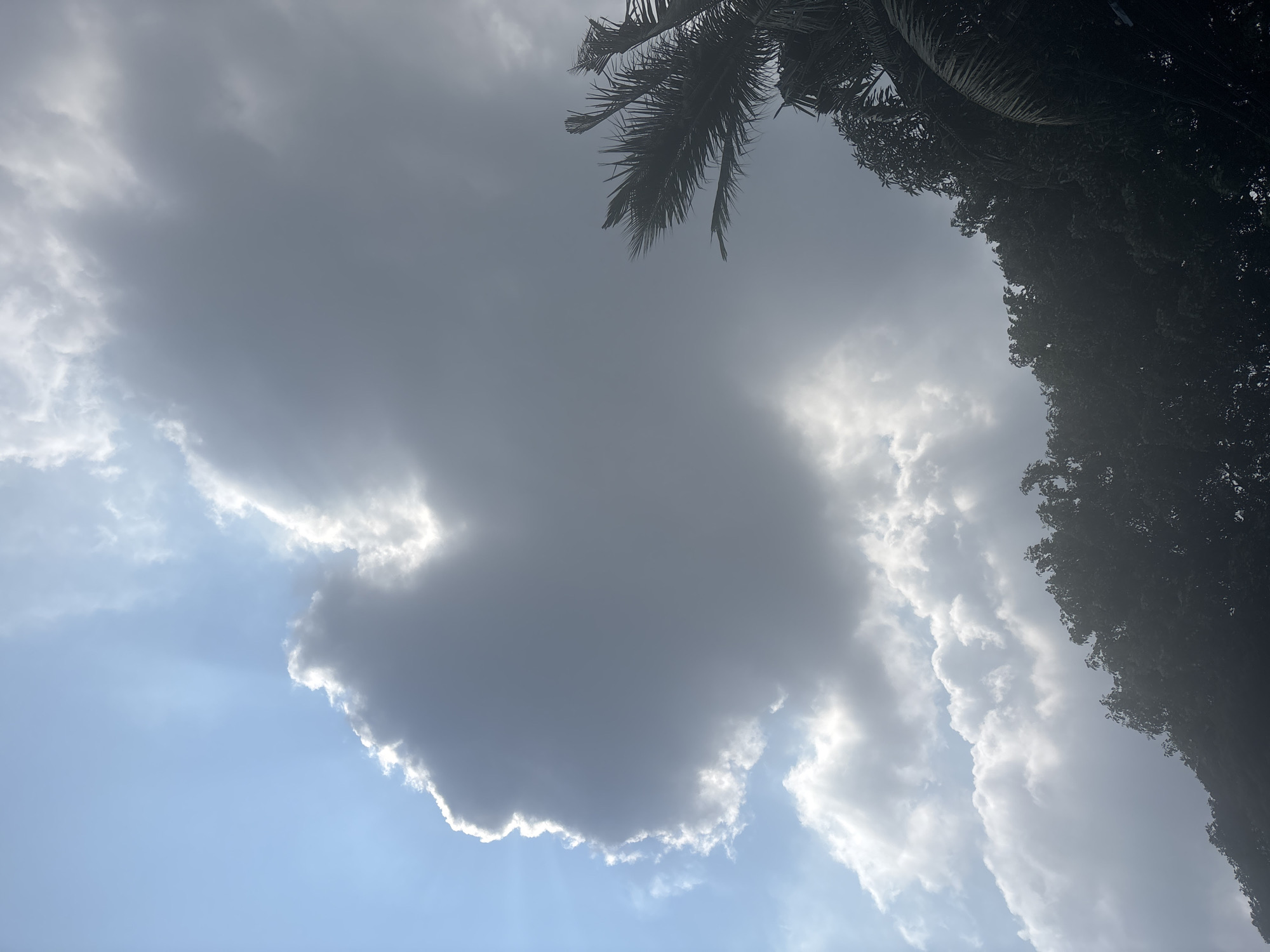 The photograph captures a view of the sky in North Jakarta, Indonesia. Dominating the frame are various cloud formations, ranging from lighter, wispy clouds to a large, dark, imposing cloud mass. Some areas of the sky are clear, revealing a blue hue.
Silhouetted against the sky are the fronds of a palm tree in the upper portion of the image, as well as the dense foliage of a tree along the right side.
