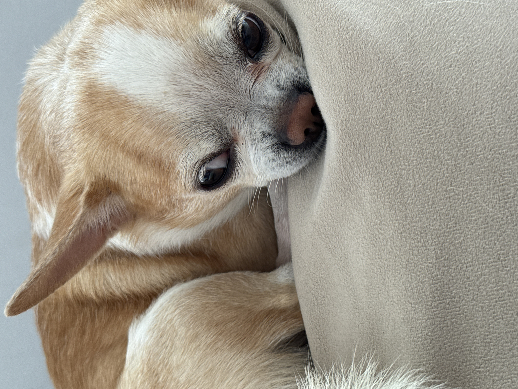 A close-up, medium shot shows a tan-and-white Chihuahua resting its head on a light-beige upholstered item. The dog's head is turned to the right, and it is looking at the camera with dark eyes. The tip of one ear is visible on the left side of the frame. The tan-and-white fur covers the body of the dog and is visible. The dog's nose is light pink, and its fur is gray around the muzzle. The background is a muted gray color. There is no evidence in the image to suggest this was taken in Rostov-on-Don, Russia.