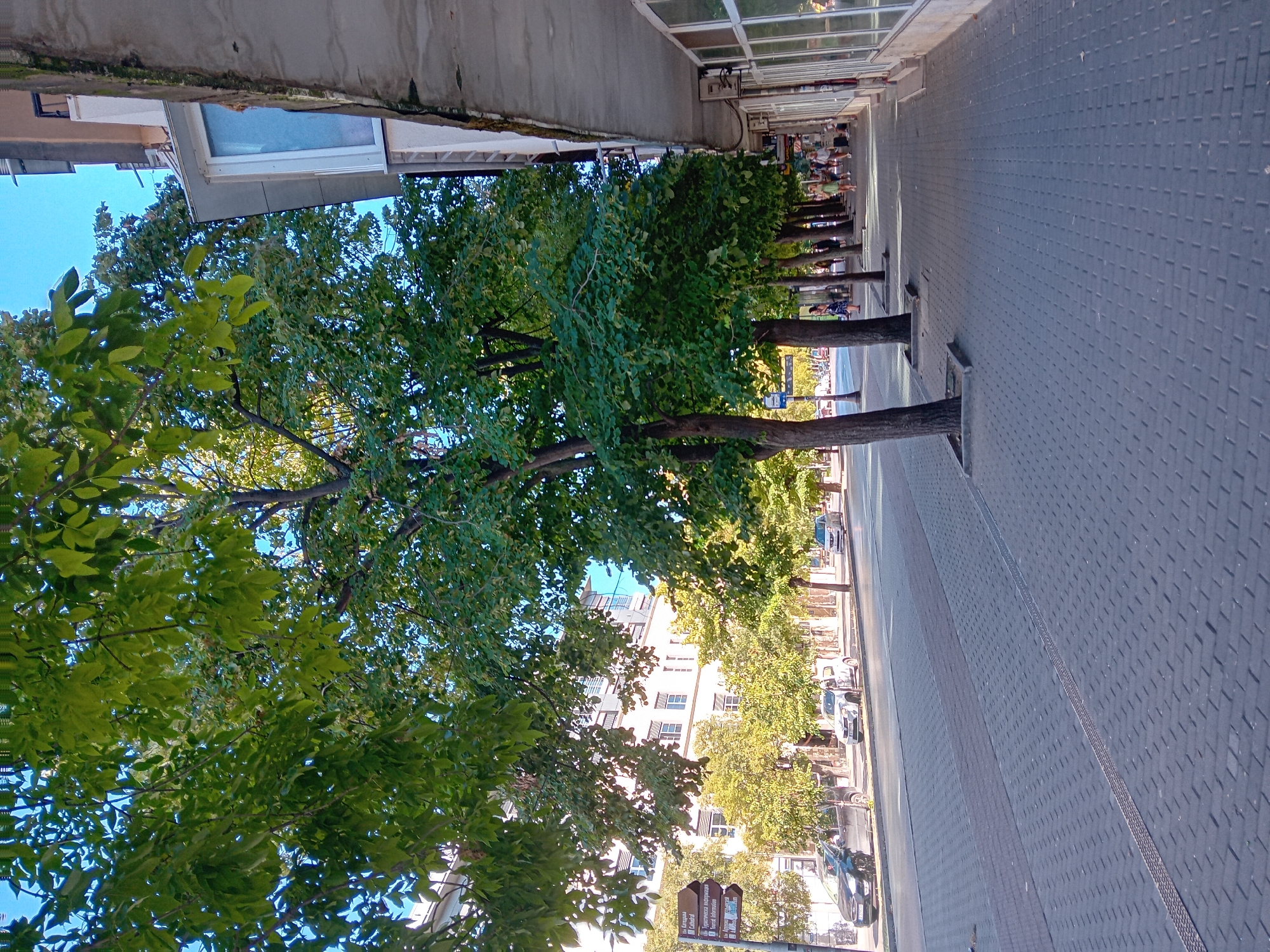 This image depicts a street scene in Varna, Bulgaria, likely along a pedestrian walkway adjacent to a road. The foreground is dominated by a grey tiled sidewalk with a metal grate running through it. A line of trees with lush green foliage lines the sidewalk, separating it from the road. Cars are parked and driving on the asphalt road. Beyond the road, buildings with multiple windows are visible. Several people are walking on the sidewalk, some are individuals and some are in small groups. The sky is clear and blue. A street sign with directional arrows pointing to "Cathedral", "Bulgarian National Revival", and "Tourist Information" is visible on the left side of the image. The architectural style of the buildings and the street signage suggest an urban setting in Bulgaria.