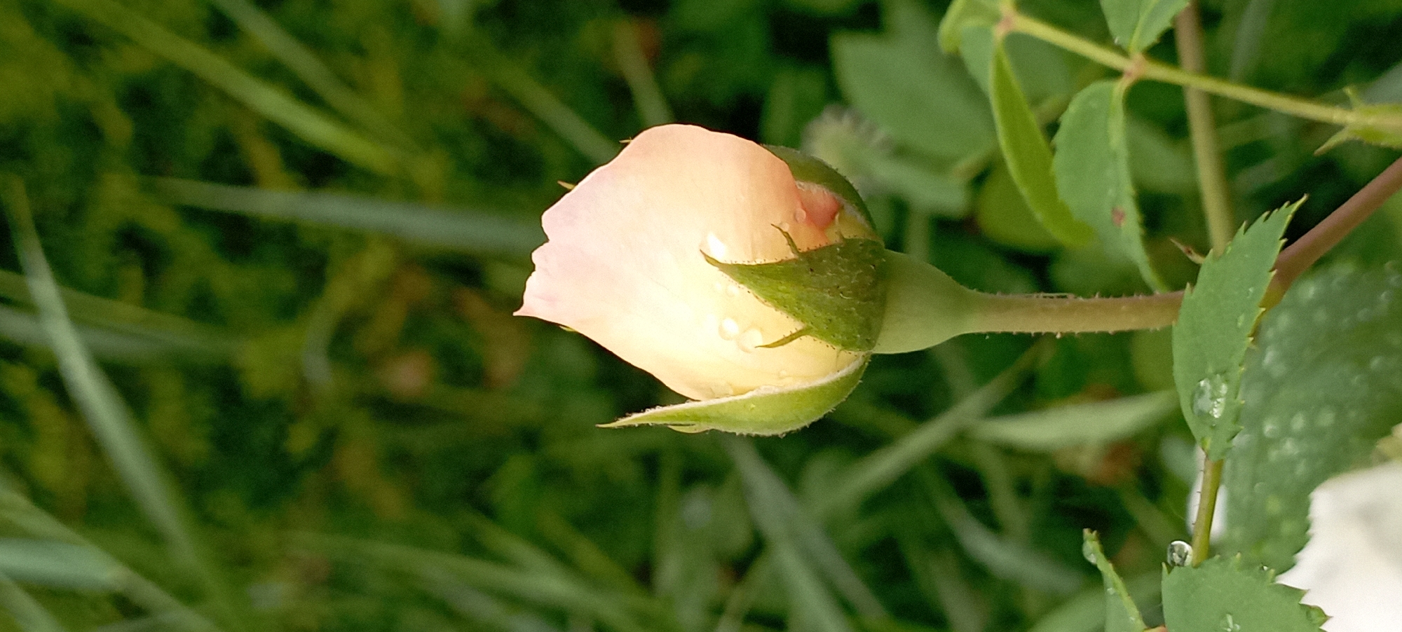 A close-up, vertical shot captures a pale pink rosebud with green sepals in the foreground, against a blurred green background of foliage. Water droplets are visible on the rosebud's petals and sepals, as well as on the surrounding green leaves. The lighting suggests an overcast day, with soft, diffused light illuminating the scene. The image was taken in the village of Radisne, Ukraine.