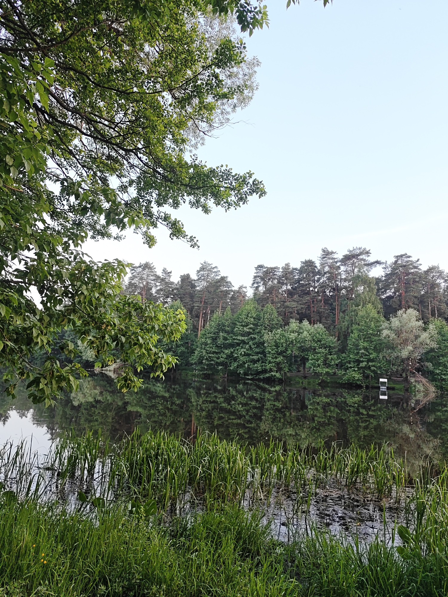 This image captures a serene natural landscape in Kratovo, Russia. The foreground features a dense growth of vibrant green grass covering the immediate bank, with tall green reeds and other aquatic vegetation emerging from the water directly beyond it. The midground is dominated by the calm surface of a body of water, reflecting the clear, light blue sky and the dense treeline on the far bank. This reflection is particularly strong and detailed. In the background, a thick forest occupies the far bank, composed primarily of tall coniferous trees, notably pines, interspersed with various deciduous trees, some exhibiting lighter green foliage. A faint, small, white rectangular object, possibly a sign or a structure, is visible on the far bank near the right edge, with its distinct reflection present in the water. Overhead, in the upper and upper-left portions of the frame, branches laden with lush green leaves extend into the sky, partially obscuring it. The sky itself is clear and a pale blue hue. No individuals or active subjects are present in the scene. The overall lighting is soft and diffused, indicative of either early morning or late afternoon.