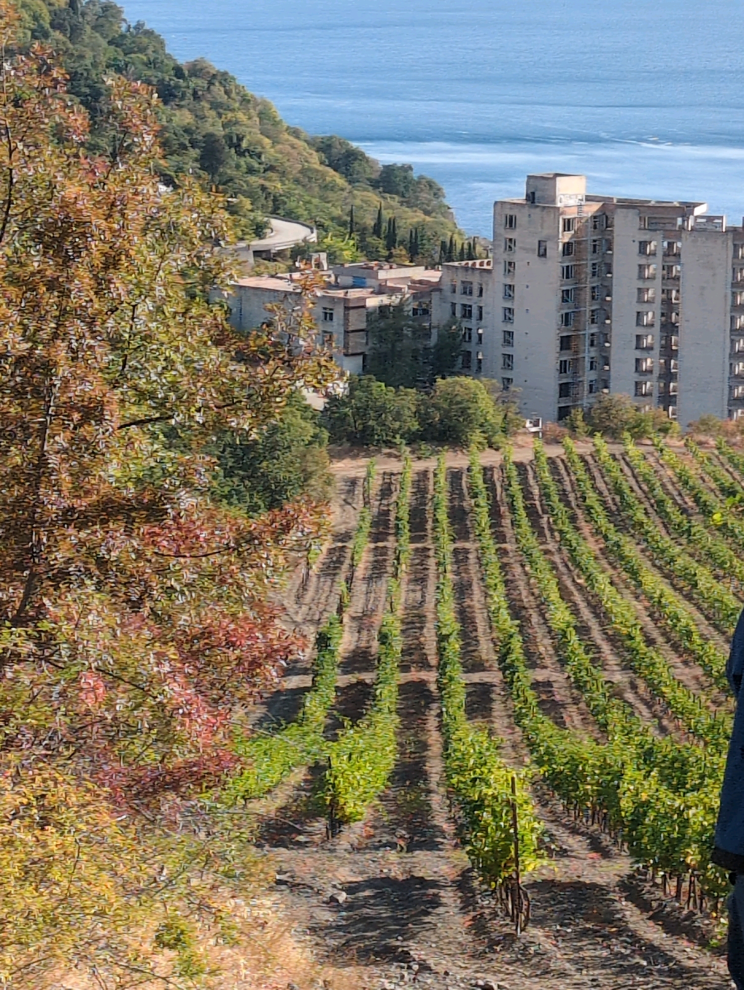 An elevated, slightly angled medium shot captures a vineyard on a terraced hillside overlooking a body of water. The vineyard is organized in neat rows of green grapevines, with dark soil between them. A large, unfinished concrete building, appearing to be a hotel or apartment complex, dominates the background, its facade marked by numerous empty window frames and construction debris. Trees with autumnal foliage, in shades of red, yellow, and green, are visible in the foreground on the left side of the frame, partially obscuring the view. In the distance, the blue water of the sea meets a lush, green, tree-covered hillside. A winding road is visible on the hillside in the upper left quadrant. The overall impression is one of a partially developed, perhaps abandoned, coastal resort area.