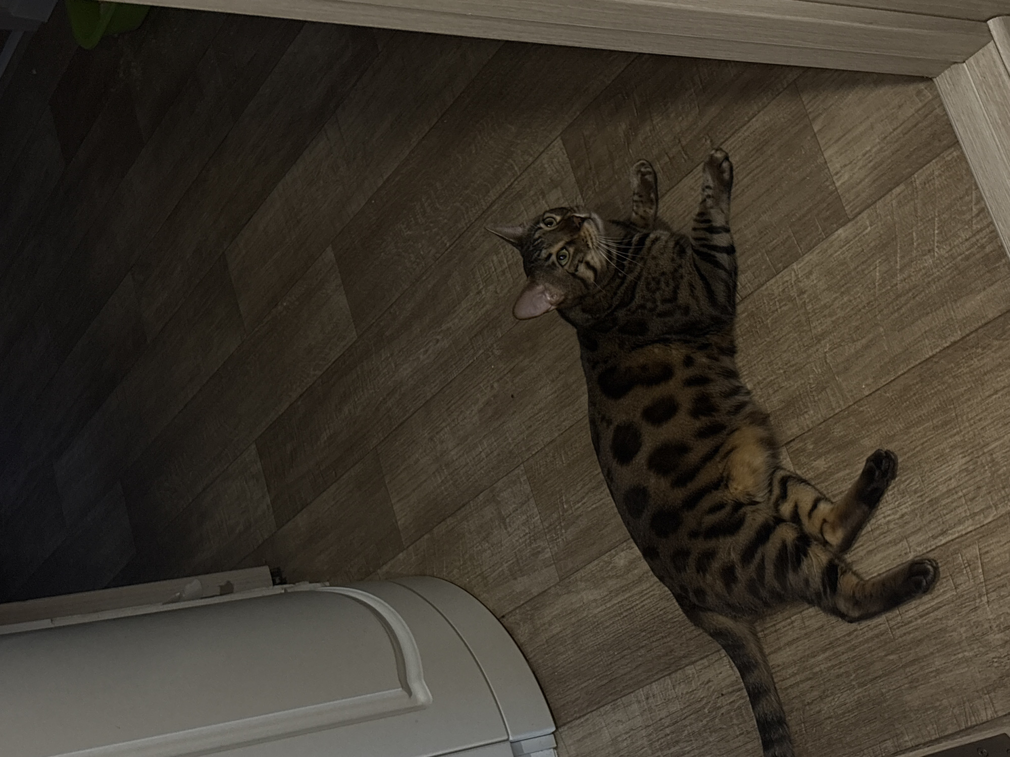A Bengal cat is lying on its side on a wooden floor. The cat has spotted fur and is looking up and to the right. To the left of the cat is a large, white, curved object, possibly a washing machine or refrigerator. To the right of the cat is a doorway with a light-colored frame. The lighting in the room is dim, with a streak of light coming from the right side of the image.