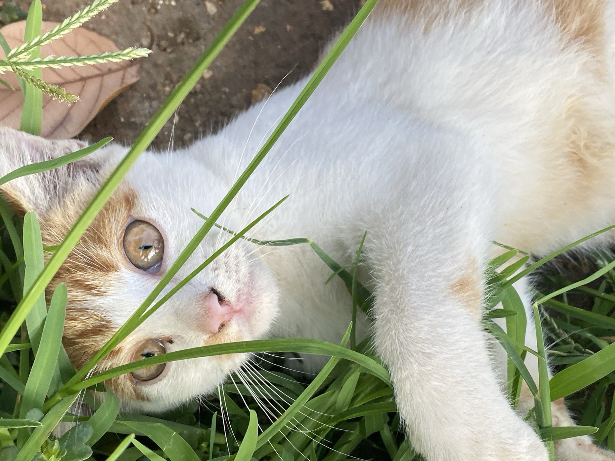 A cat lies in green grass, facing the camera. The cat is mostly white with patches of orange fur on its head. Its eyes are light brown, and its nose is pink. A brown leaf and pieces of grass are visible in the background. The scene appears to be located outdoors, likely within the city of Maigizo, Nigeria, although specific location details are absent. No people or interactions are visible in the image.