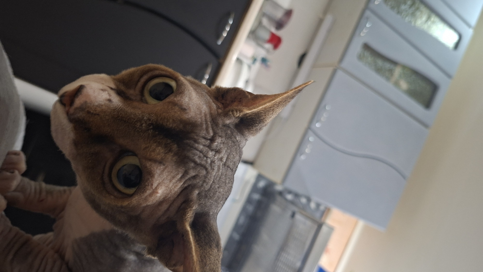 A close-up, eye-level, slightly low-angle, outdoor shot features a Sphynx cat with large, round, yellow-green eyes, prominent wrinkles on its head, and large, pointed ears. The cat's fur is a tabby pattern with brown markings on its face and grey on its body. Its pink nose and mouth are visible, and its paws are resting on a light-colored surface. The background is out of focus, showing kitchen cabinets with reflective glass panels and countertops, suggesting an indoor domestic setting. The overall lighting is bright, with some shadows. The image does not provide any visual cues to indicate the location is in Myadzyel, Belarus.