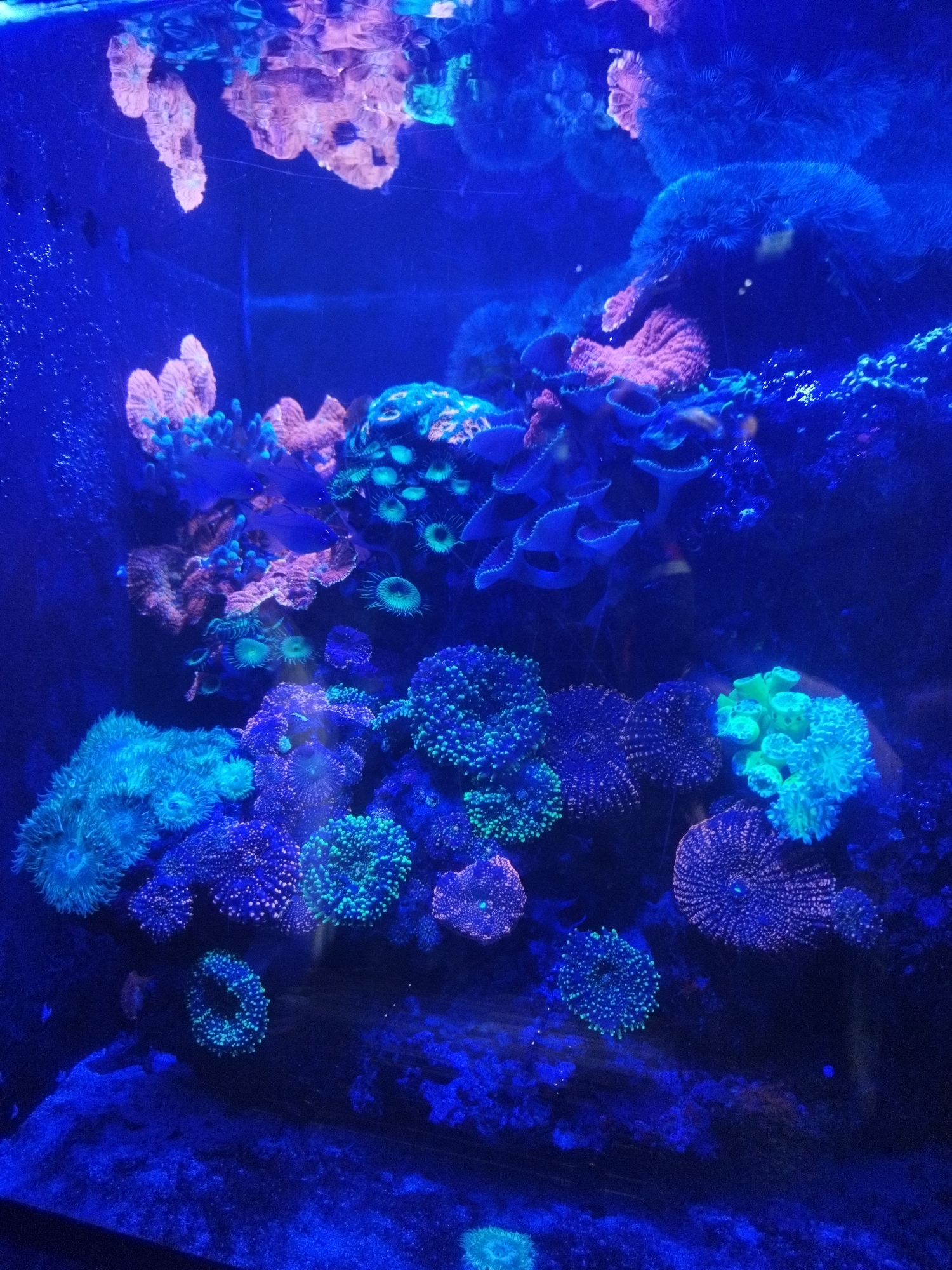The image shows a vibrant coral reef aquarium, illuminated by blue and purple lights. Various types of corals are visible, displaying a range of colors including pink, blue, green, and purple. Some corals have a branching structure, while others are more rounded and mushroom-shaped. The water appears clear, and there are a few small bubbles on the left side of the tank. The reflection of the corals is visible on the surface of the water at the top of the image. There are no people or animals explicitly visible, other than potentially very small fish not clearly discernible. The overall impression is that of a carefully curated and healthy marine ecosystem. There is no information in the image to suggest the location in the city of Russky, Russia.