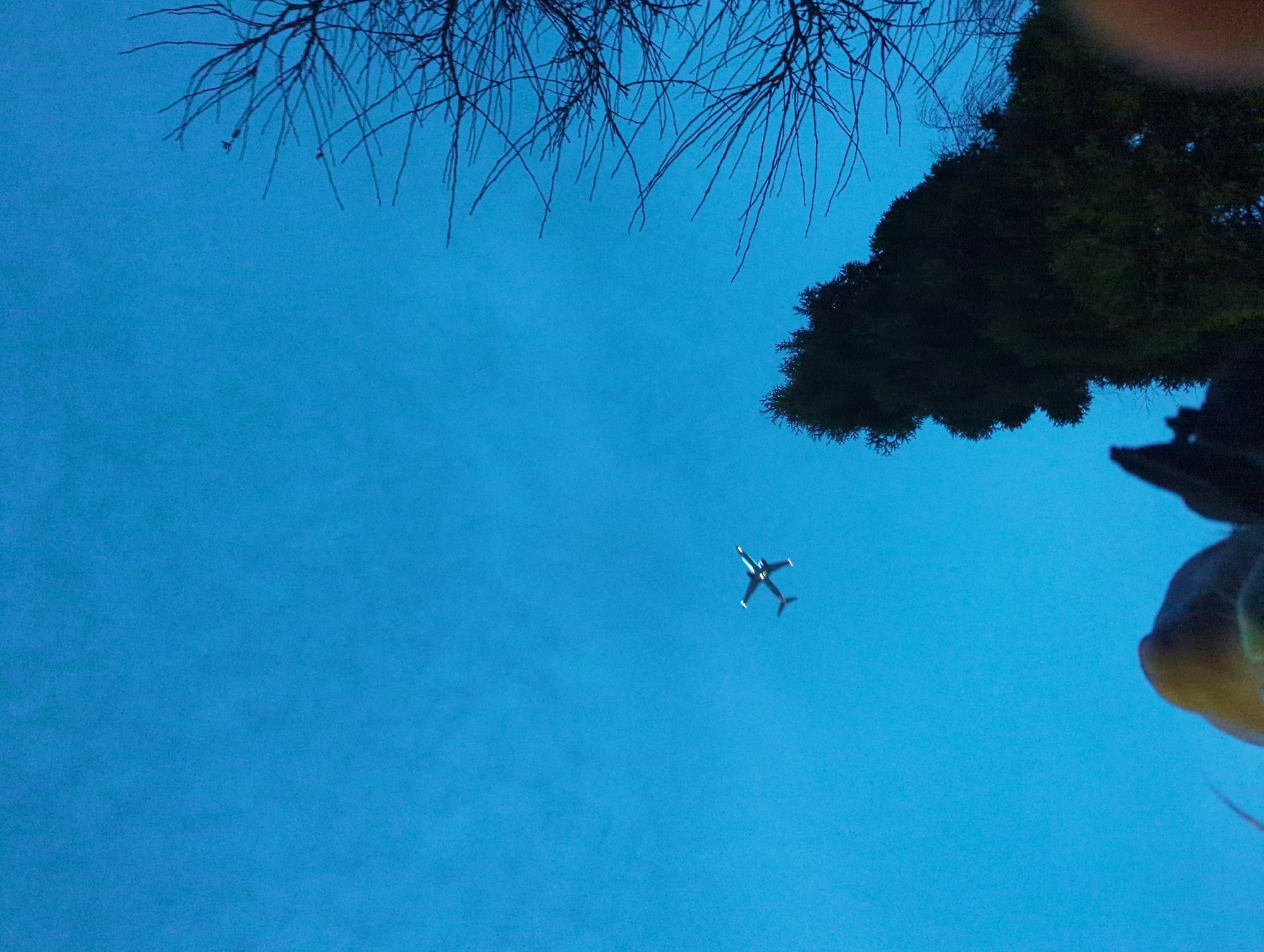 A white passenger aircraft is captured in flight against a clear, deep blue sky. The aircraft is positioned in the upper-middle section of the frame, traversing from left to right. In the lower right quadrant, a tall, dark coniferous tree with dense foliage appears silhouetted. The upper right quadrant displays the bare, dark branches of a deciduous tree. The lower-left foreground contains indistinct, blurred shapes, including a rounded, light brown object and amorphous dark forms. This scene is situated in Khimki, Russia, a location adjacent to Sheremetyevo International Airport.