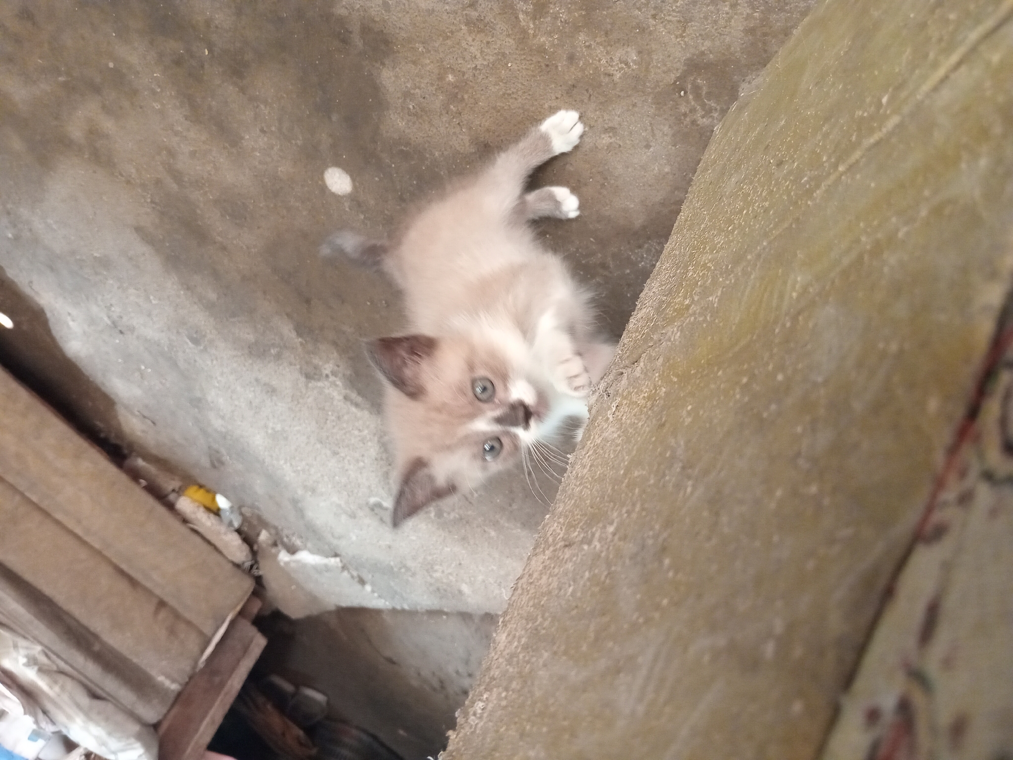 A young, fluffy kitten with light brown and white fur is positioned on a rough, concrete floor, looking upwards with wide blue eyes. The kitten is situated near a textured, beige vertical surface, possibly a wall or a large object. The kitten's front paws are extended upwards, as if reaching or playing. The environment appears to be outdoors or in an unfinished indoor space, with a cluttered background showing stacked wooden planks and debris. There are no people or any other animals visible in the image. The lighting suggests it is daytime.