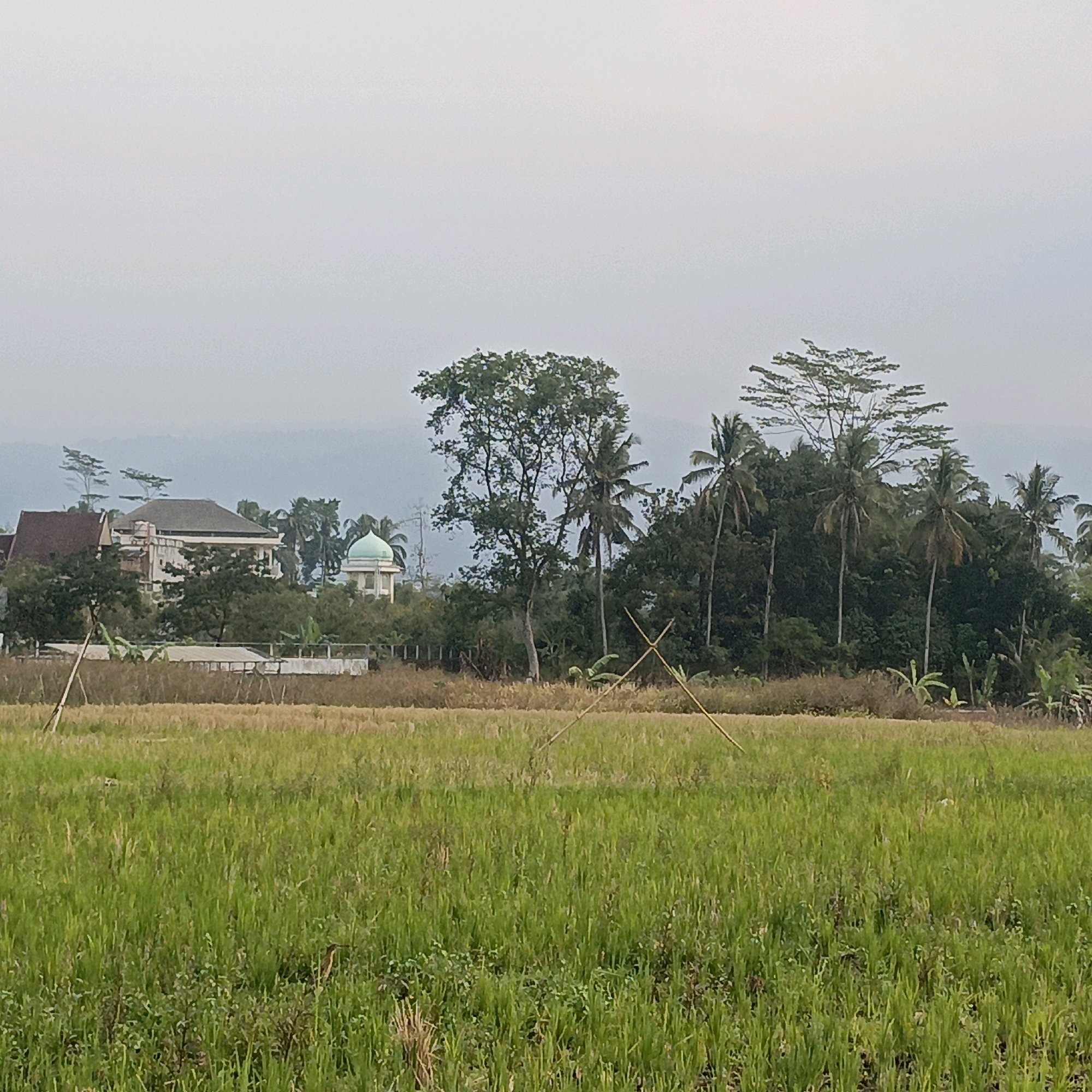 The image depicts a serene rural landscape on the outskirts of Salatiga, Indonesia, likely a rice paddy field given the prevalent green vegetation. In the foreground, a vast expanse of lush green grass dominates the scene, suggesting a cultivated agricultural area. Interspersed within the field are some dried stalks of rice and thin bamboo poles, possibly used as markers or for support structures within the paddy.
In the middle ground, a clear delineation exists between the cultivated field and a more wooded area. A prominent feature in this zone is a modern building complex characterized by multiple stories, a dark-tiled sloped roof, and light-colored walls, suggesting a residential or institutional use. Adjacent to this building, a distinct structure with a light green dome stands out, resembling a mosque or a similar religious edifice. The area around these buildings is heavily interspersed with dense foliage, including various trees and palm trees, indicating a verdant and well-vegetated environment.
The background reveals a hazy, mountainous terrain fading into a pale, overcast sky. The overall atmosphere is tranquil and overcast, typical of a tropical climate. The image appears to have been captured during daylight hours, though the overcast conditions suggest it might be early morning or late afternoon, or simply a cloudy day. No people are visible in the frame, contributing to the peaceful and uninhabited feel of the scene.