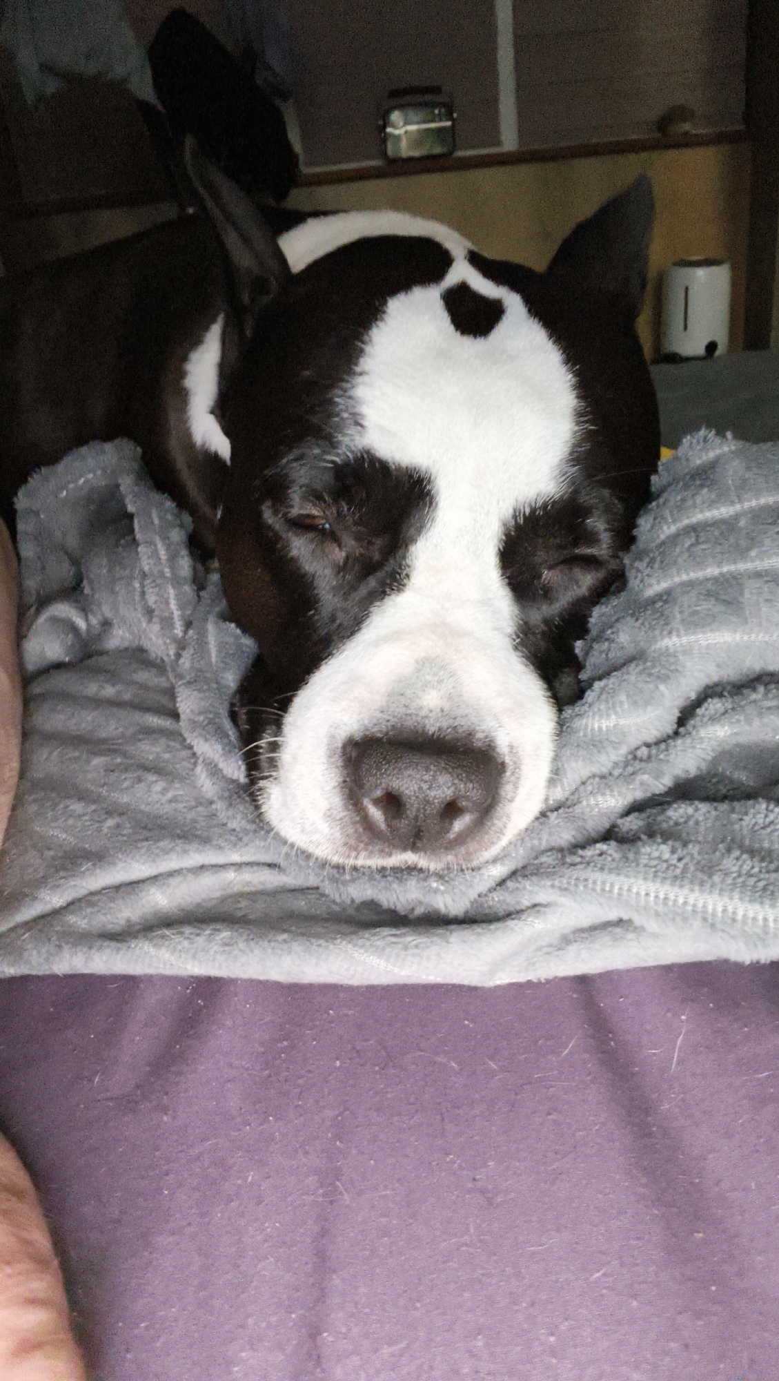 A black and white dog is sleeping peacefully on a gray blanket. The dog's eyes are closed, and its head is resting on the soft fabric. The background is out of focus, but appears to be a dimly lit room with some shelves and objects. There is a white toaster visible on a shelf in the background.