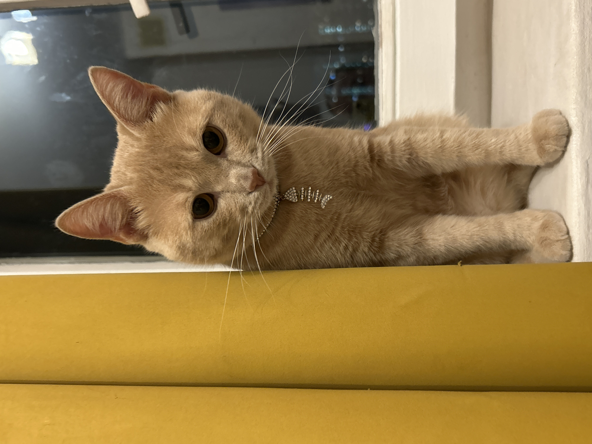 A light orange tabby cat with brown eyes and a diamond fish-shaped pendant sits on a windowsill, partially obscured by a yellow curtain. The cat is looking downwards. Behind the cat, a window shows a blurred cityscape at night. The scene is indoors, likely a residential setting.