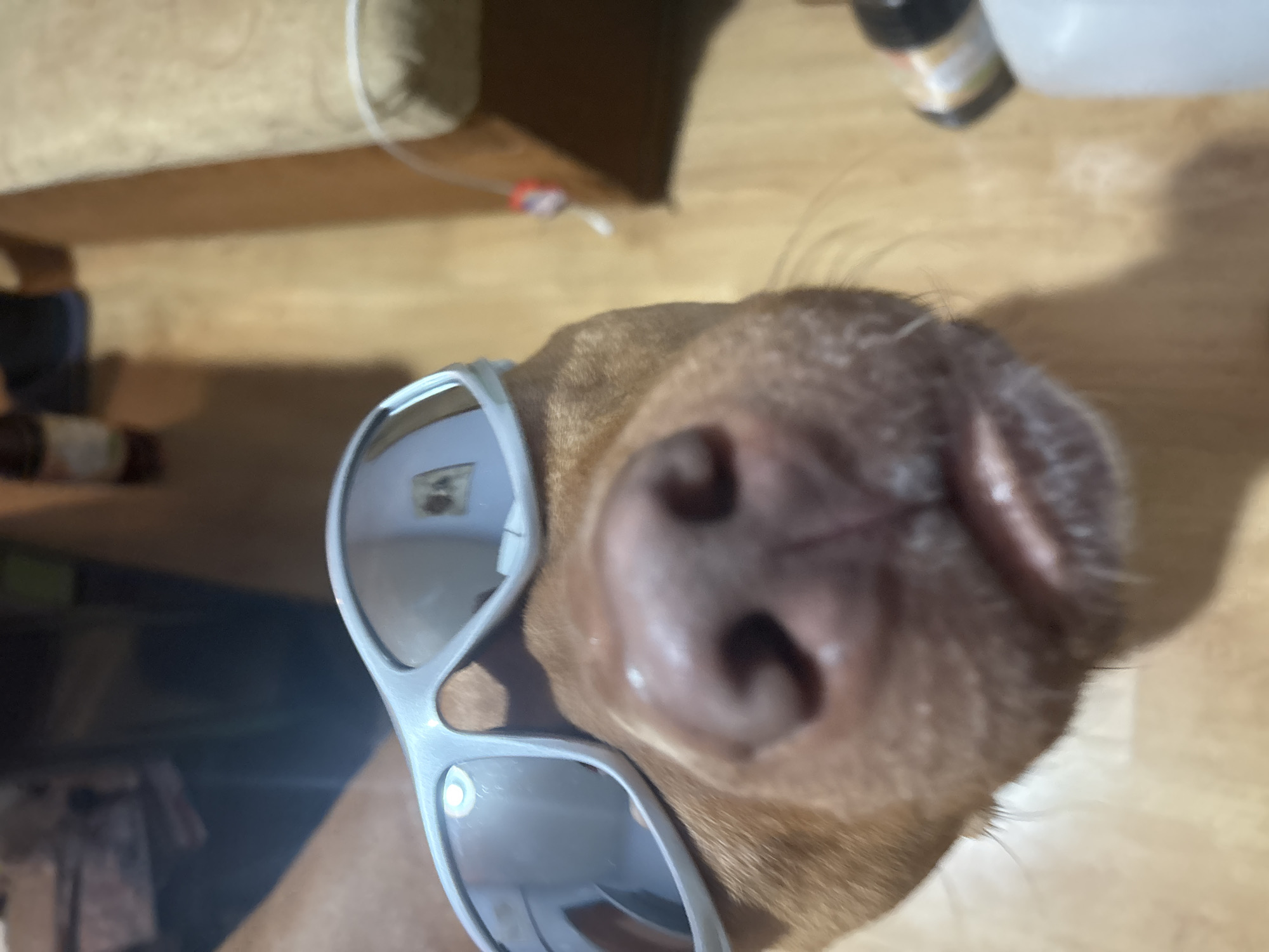 A close-up shot shows the nose of a brown dog wearing sunglasses. The nose is large and fills much of the frame. The sunglasses are white and reflect the surroundings. The background includes a wooden surface, part of a couch, and blurred objects. The image is not from Sofia, Bulgaria.