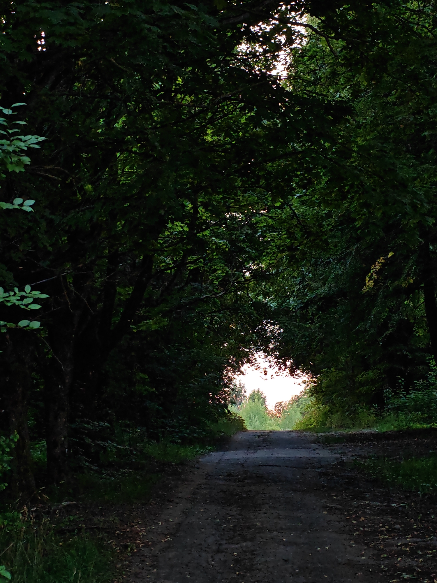 The image depicts a dirt path winding through a dense forest in the Валожынскі сельскі Савет, Belarus. The path is narrow and appears to be unpaved, with loose dirt and scattered leaves. Overhanging trees with lush green foliage create a canopy that partially obscures the sky, allowing dappled sunlight to filter through. The light at the end of the path suggests an opening or clearing in the woods. The environment is predominantly natural, with no visible signs of human presence or man-made structures, other than the path itself. The scene is captured during daylight, likely late afternoon or early evening, given the quality of light filtering through the trees.