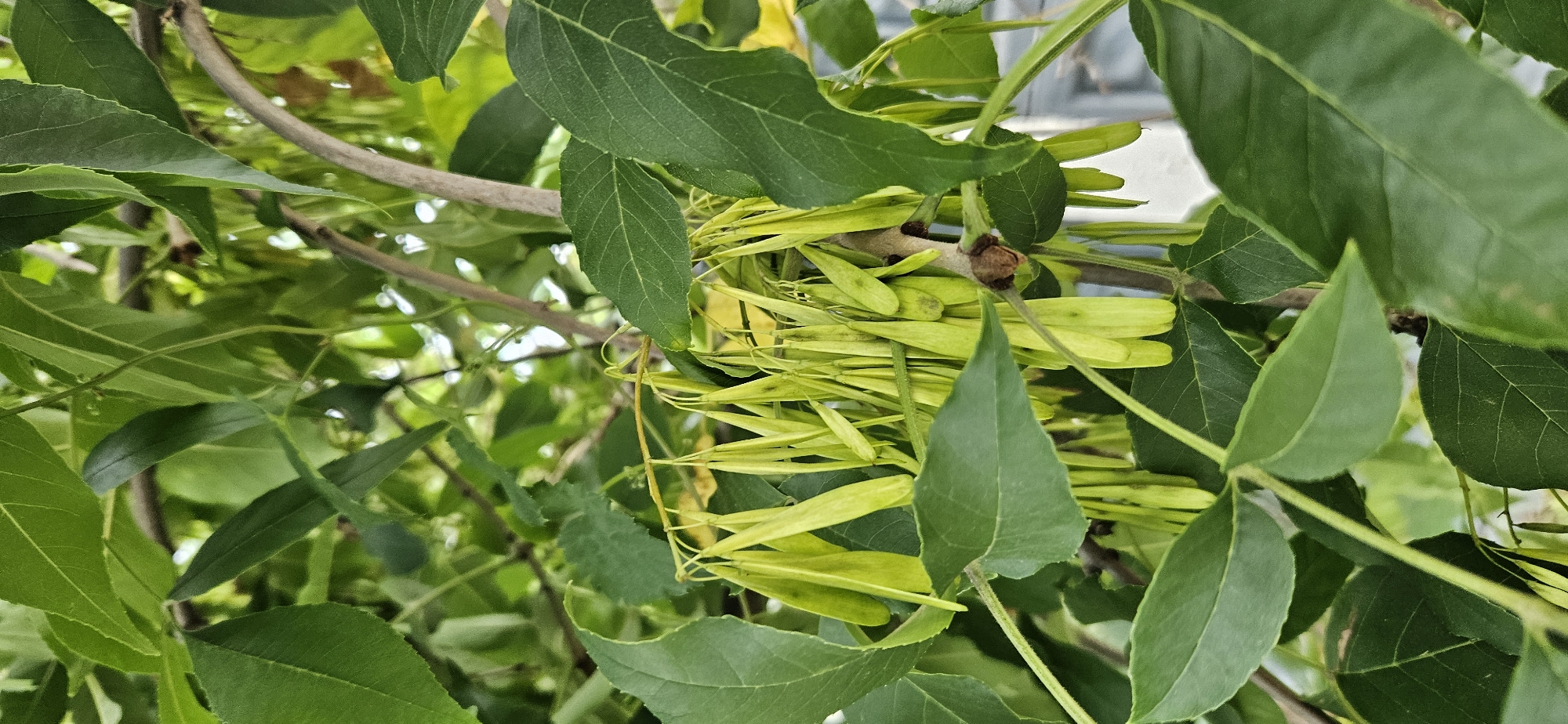 The image shows a close-up of a tree branch with green leaves and numerous light green, elongated seed pods hanging in clusters. The seed pods are suspended by thin stems and appear to be in various stages of development. The leaves are oval-shaped with serrated edges and are a vibrant green. The branch itself is a light brown and woody. The background is a blur of green foliage and some lighter, out-of-focus areas suggesting sunlight filtering through the leaves. There are no people or animals visible in the image. The overall impression is one of natural growth and the reproductive cycle of a plant. The image was taken in Vitsebsk, Belarus.