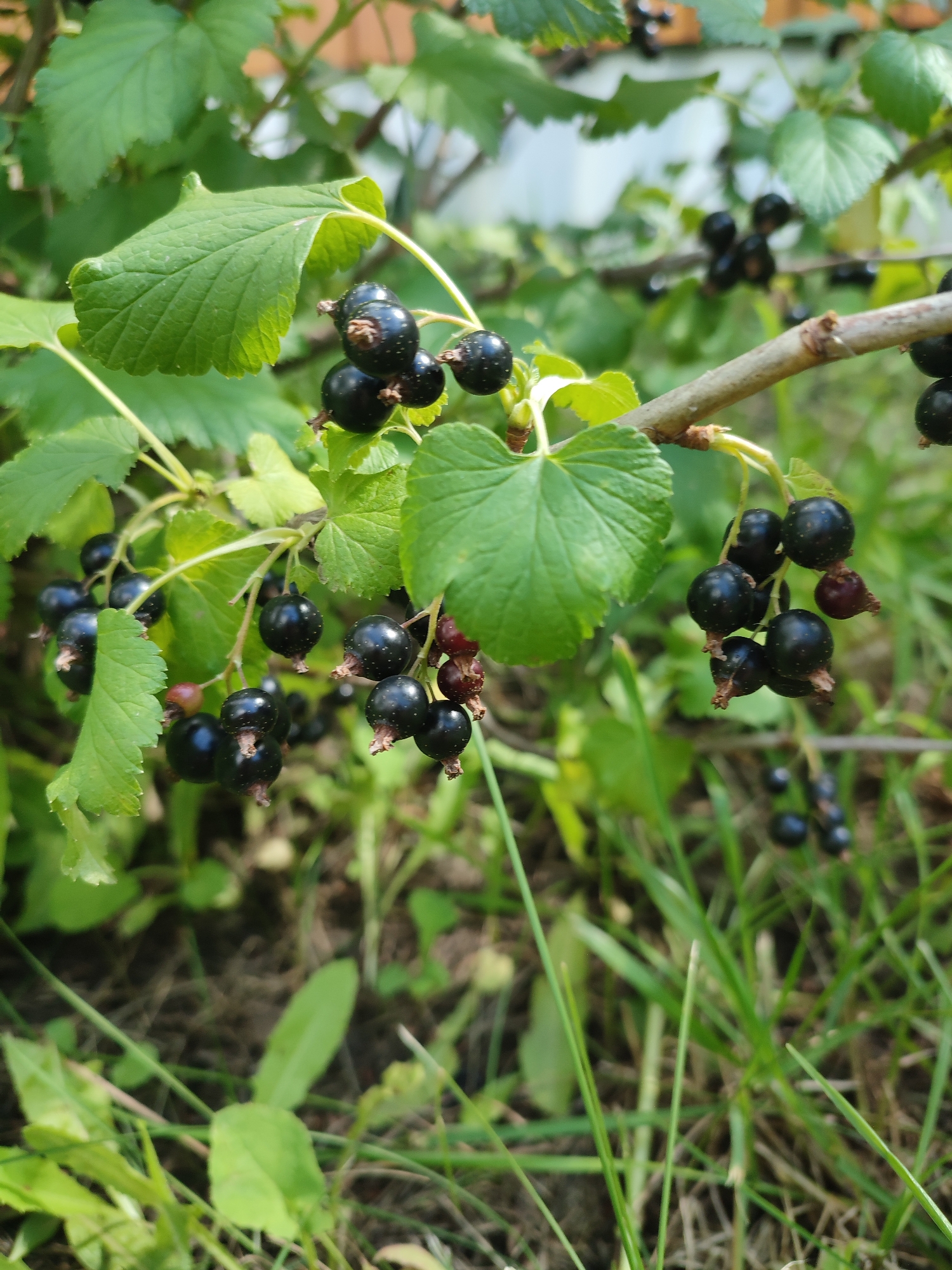 This is a close-up, eye-level shot of a blackcurrant bush laden with ripe, dark purple berries. The berries are clustered along thin, woody stems, some still attached to their small green calyxes. The leaves of the bush are a vibrant green, with visible veins and serrated edges, providing a lush backdrop to the fruit. The lighting suggests it is daytime, with natural sunlight illuminating the scene and creating subtle highlights on the berries and leaves.
The background is softly blurred, indicating a shallow depth of field. It shows more greenery, suggesting a garden or natural setting. There are hints of a fence or wall in the upper background. The ground below is covered with grass and dry leaves, adding to the impression of an outdoor, possibly rural, environment. The overall impression is one of abundance and ripeness, evoking a sense of the summer harvest. The specific location is noted as Ivanovka, Russia, which further grounds the scene in a geographical context. There is no visible text in the image.