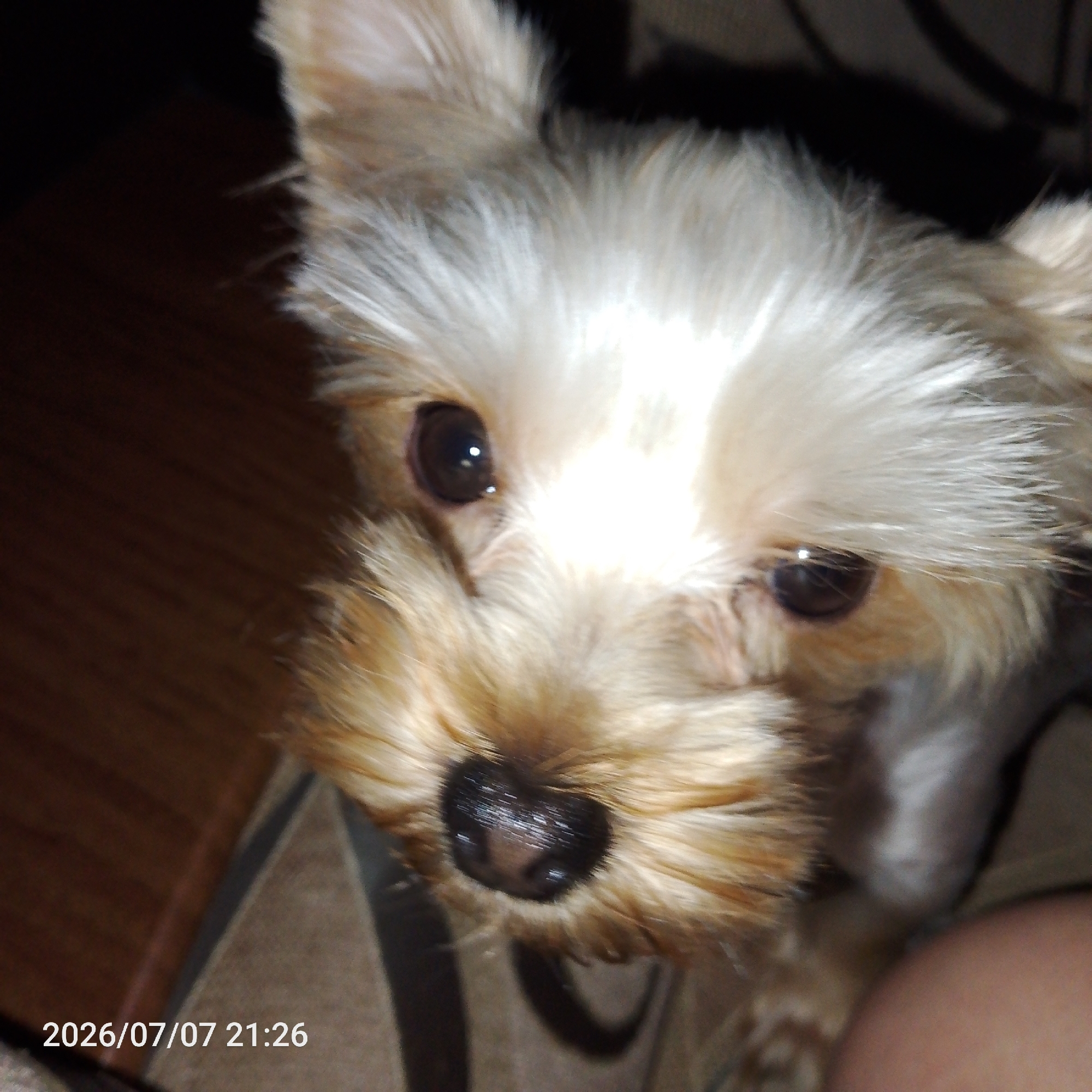 A close-up, head-on shot of a small, fluffy dog, likely a Yorkshire Terrier, is presented. The dog has tan and white fur with prominent ears and dark, round eyes. Its wet, black nose is centrally located and appears shiny. The background is dark and out of focus, with a hint of what appears to be wood grain on the left side and textured fabric or furniture behind the dog. A timestamp reading "2026/07/07 21:26" is visible in the lower left corner. The image appears to be taken indoors. There are no people visible in the frame.