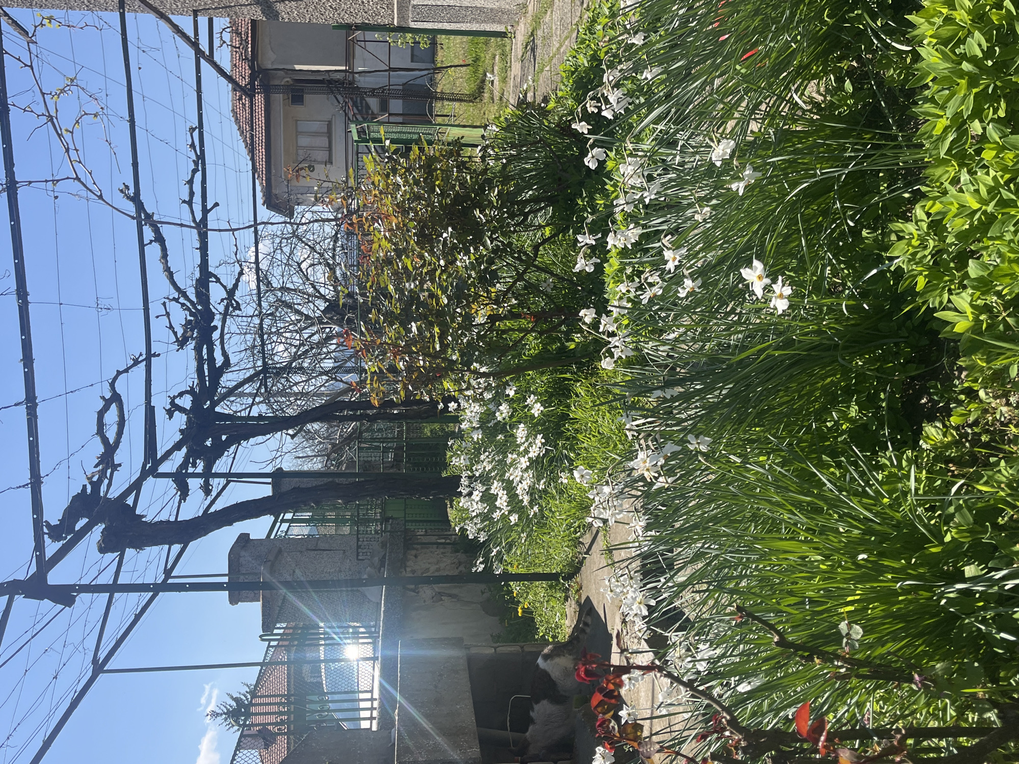 The image shows a garden in Kozanovo, Bulgaria. White narcissus flowers are abundant on the right side, intermingling with green grass and other plants. In the background, there's a building. A bare tree with a support structure is on the left. A pathway leads through the garden, and a structure, potentially part of a building, is visible in the middle distance, partially obscured by vegetation. The sky is clear and blue. Sunlight is visible, creating glare on some surfaces.