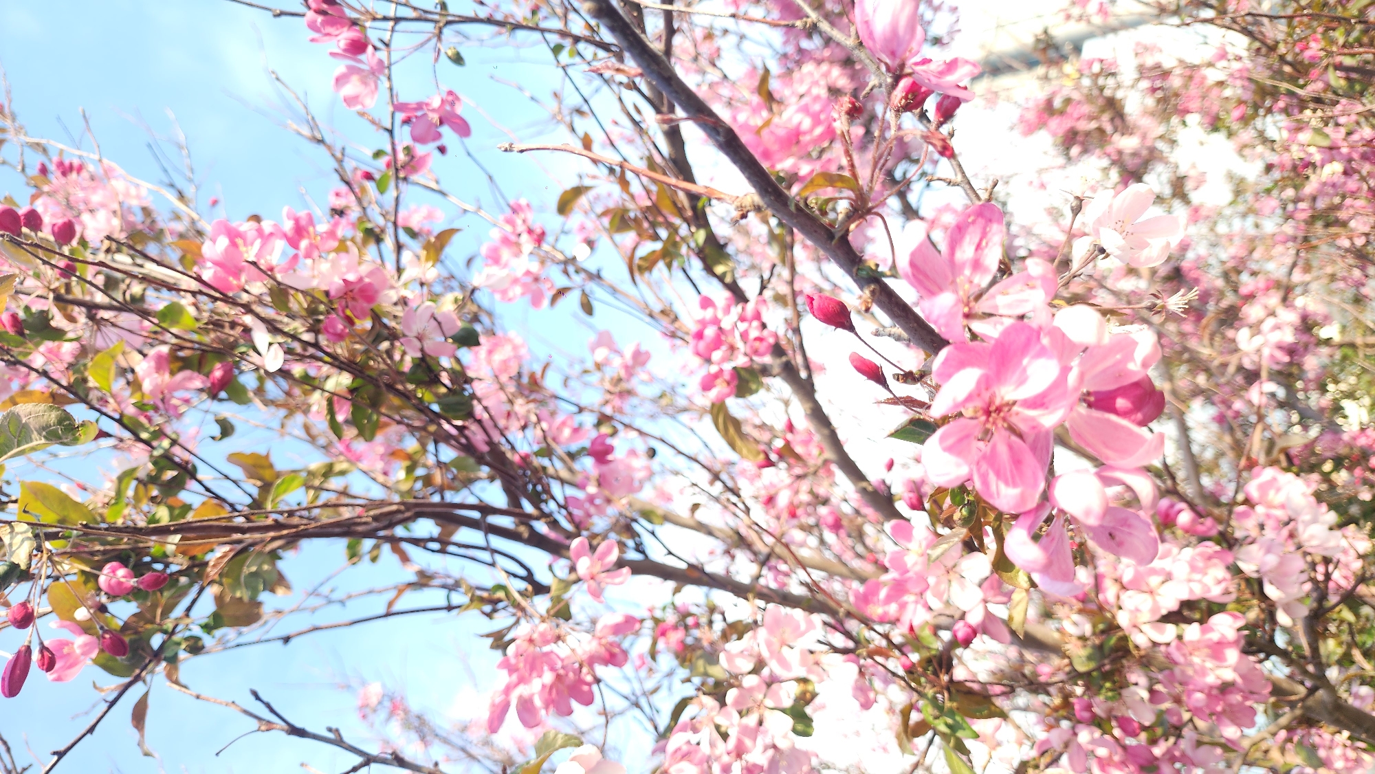 The image features a tree in full bloom with pink blossoms against a blue sky. The tree's branches are visible, and some have green leaves. Some of the blossoms are still in bud form, appearing as small, dark pink capsules. The scene is brightly lit, giving a vibrant and fresh impression. Based on the type of blooming tree, it is likely taken in Moscow, Russia.