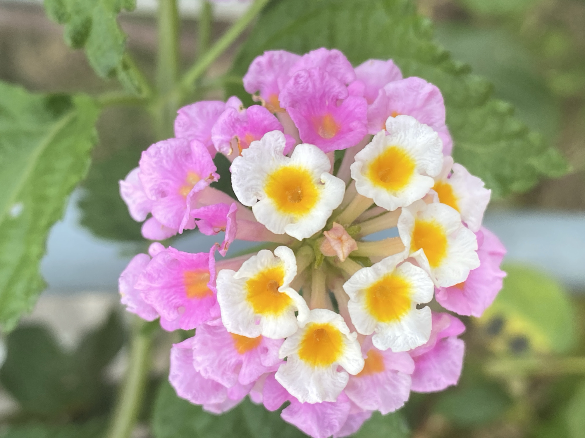 A cluster of vibrant pink and white flowers with bright yellow centers is in focus, set against a blurred background of green leaves and a pale blue vertical element. The flowers are small and clustered together, with some petals tinged with pink and others pure white, all centered by a vivid yellow hue. The image is a close-up shot, highlighting the delicate textures and colors of the blossoms. The setting appears to be an outdoor environment, possibly a garden or natural landscape. The scene does not depict any people or specific structures related to Šušanj, Montenegro.