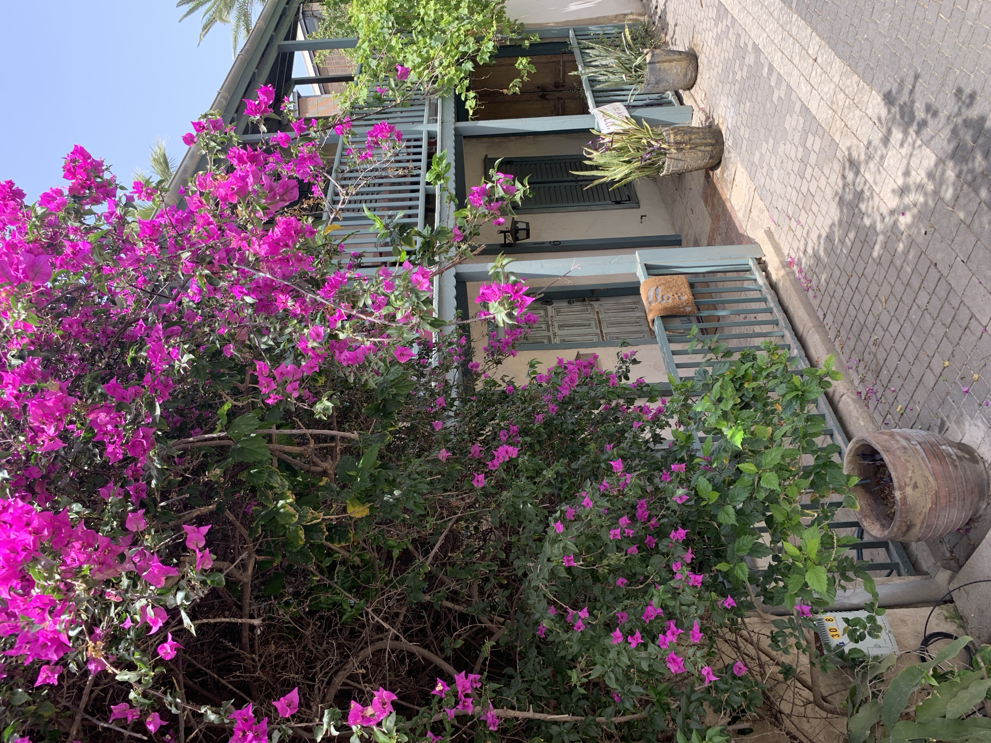 The image depicts a two-story building with a blue-painted wooden balcony, likely located in the city of Tel Aviv, Israel. The building's façade is light-colored, with green shutters on the windows. Lush bougainvillea, with vibrant pink flowers, covers much of the front of the building and the area below. On the ground level, there is a large clay pot with dried foliage. The path in front of the building is paved with light and dark gray rectangular stones. The lighting suggests it is daytime. There are no people visible in the image.