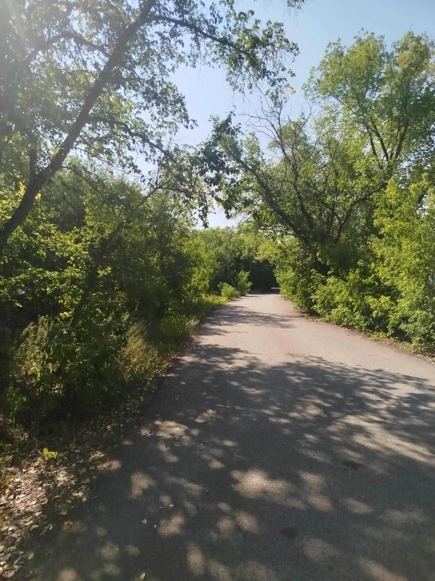 The image depicts an asphalt road winding through a green, tree-lined area. Sunlight filters through the leaves, casting dappled shadows on the road surface. The foliage on either side of the road is dense and verdant, suggesting a park or natural reserve. The sky is a clear, light blue. There are no people or visible structures in the image. The scene appears to be an outdoor pathway within a city, likely within a recreational or natural area. Given the prompt's instruction regarding location, this scene could plausibly be located in Qarağandı city administration, Kazakhstan.