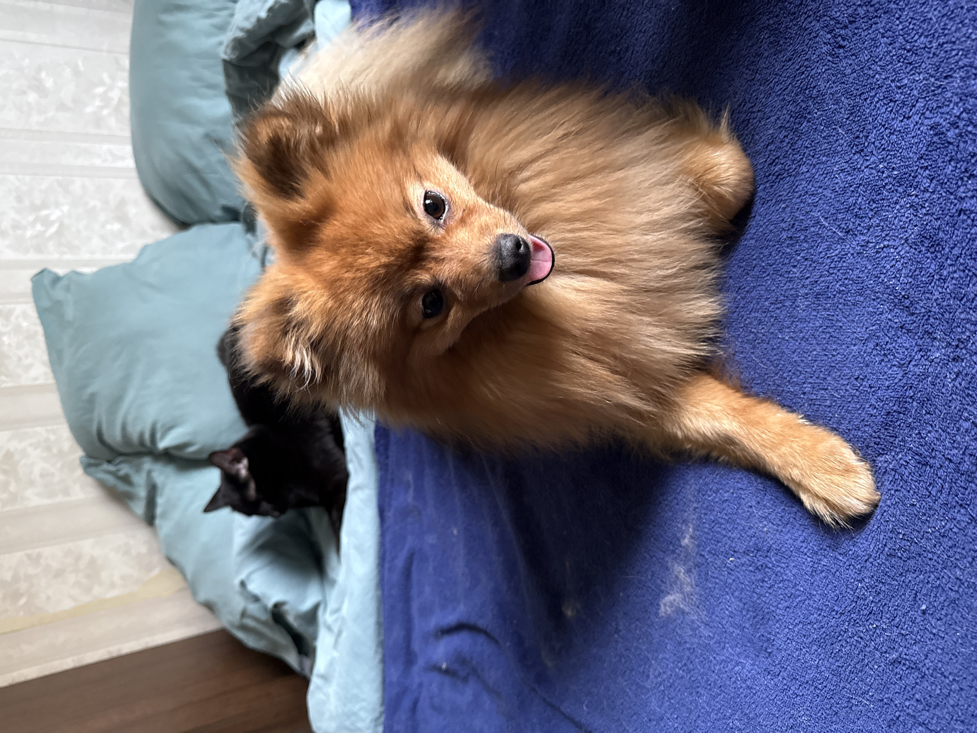A Pomeranian dog is lying on a blue blanket. A black cat is on a blue pillow in the background. The location of the image is not apparent from the visual information.