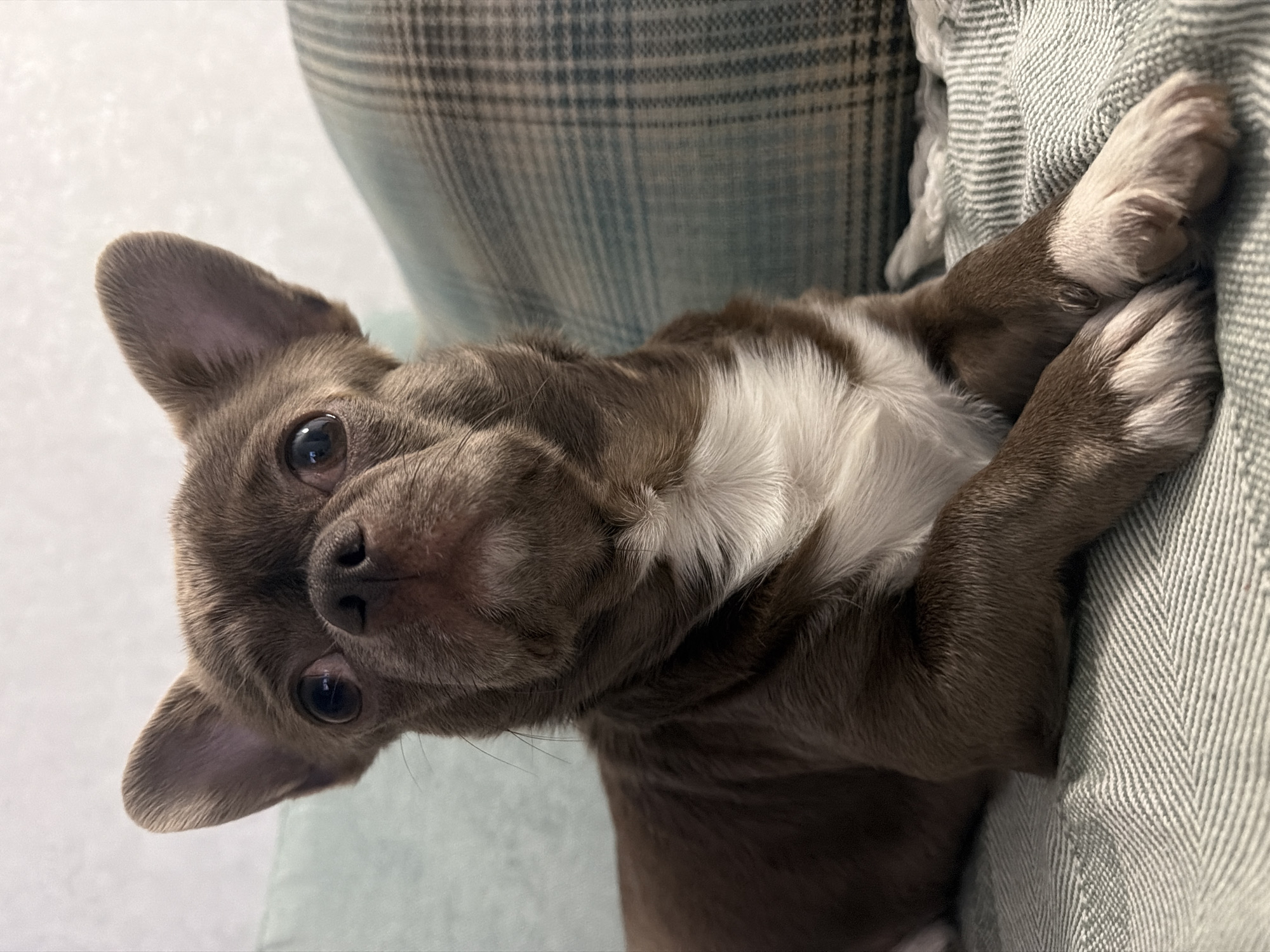A close-up shot depicts a brown and white chihuahua lying on a textured, light green fabric. The dog's head is positioned towards the camera, with its ears perked up and eyes looking slightly to the left. Its paws are crossed on the fabric. Behind the dog, a plaid fabric is visible. There is no indication of a location in Votkinsk, Russia.