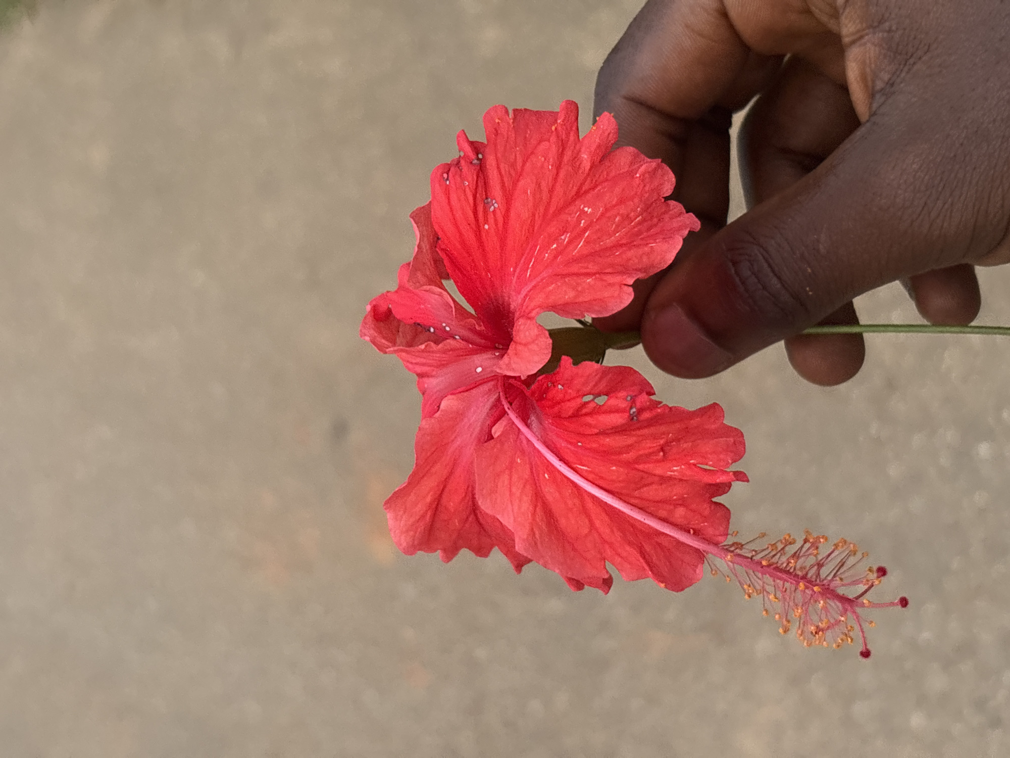 A dark-skinned hand holds a red hibiscus flower. The flower has five delicate petals with slightly serrated edges and a prominent stamen extending from the center. The background is a blurred, light brown surface, likely a road or path. The image appears to have been taken outdoors, possibly in Jos, Nigeria, given the presence of the hibiscus flower which is common in the region. The lighting suggests daylight.