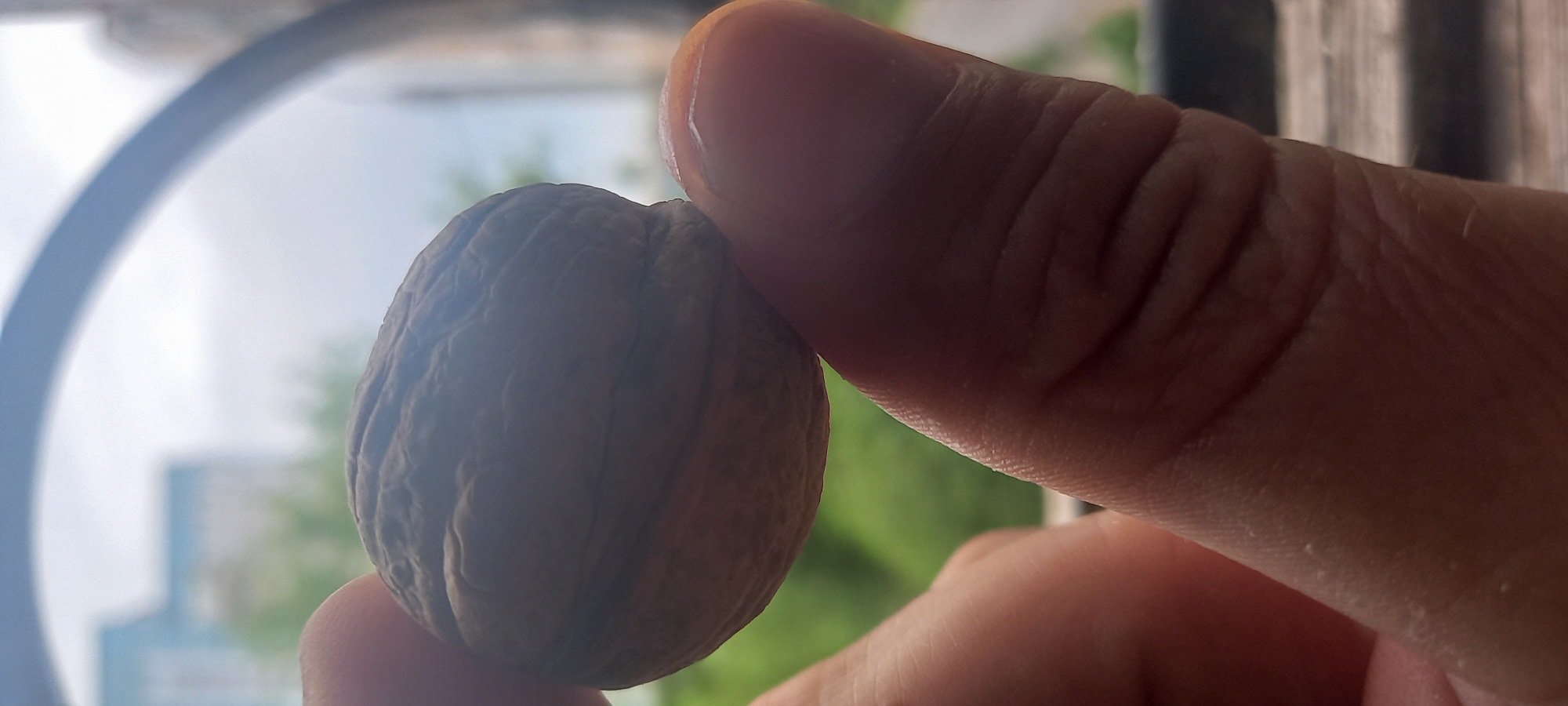 A close-up photograph shows a human hand holding a walnut. The fingers are wrinkled and have a reddish hue. The walnut is light brown with textured grooves. The background is blurred, showing greenery and a building with windows. The photograph's location is Kryvyi Rih, Ukraine, as evidenced by the building's architectural style and the surrounding flora. The photo captures the interaction between the human hand and the walnut in the Kryvyi Rih environment.