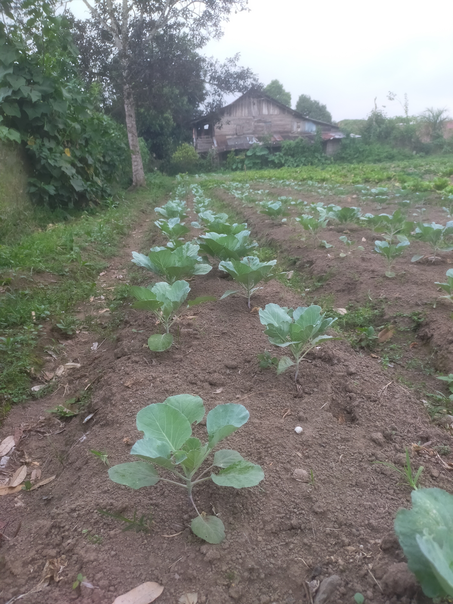 In the city of Padang Dalom, Indonesia, a cultivated field is captured in an outdoor, eye-level shot. The foreground features rows of young cabbage plants, their light green leaves contrasting with the dark, tilled soil. The plants are spaced evenly, indicating careful cultivation. To the left of the field, a dense wall of lush green foliage, possibly a variety of cucurbits with large leaves, forms a natural border. A mature tree with a sturdy trunk and spreading branches stands behind this foliage. In the background, a rustic wooden structure, likely a dwelling or storage shed, is visible, its weathered appearance suggesting age and rural simplicity. The overall environment is verdant and appears to be a rural or semi-rural agricultural setting under an overcast sky.