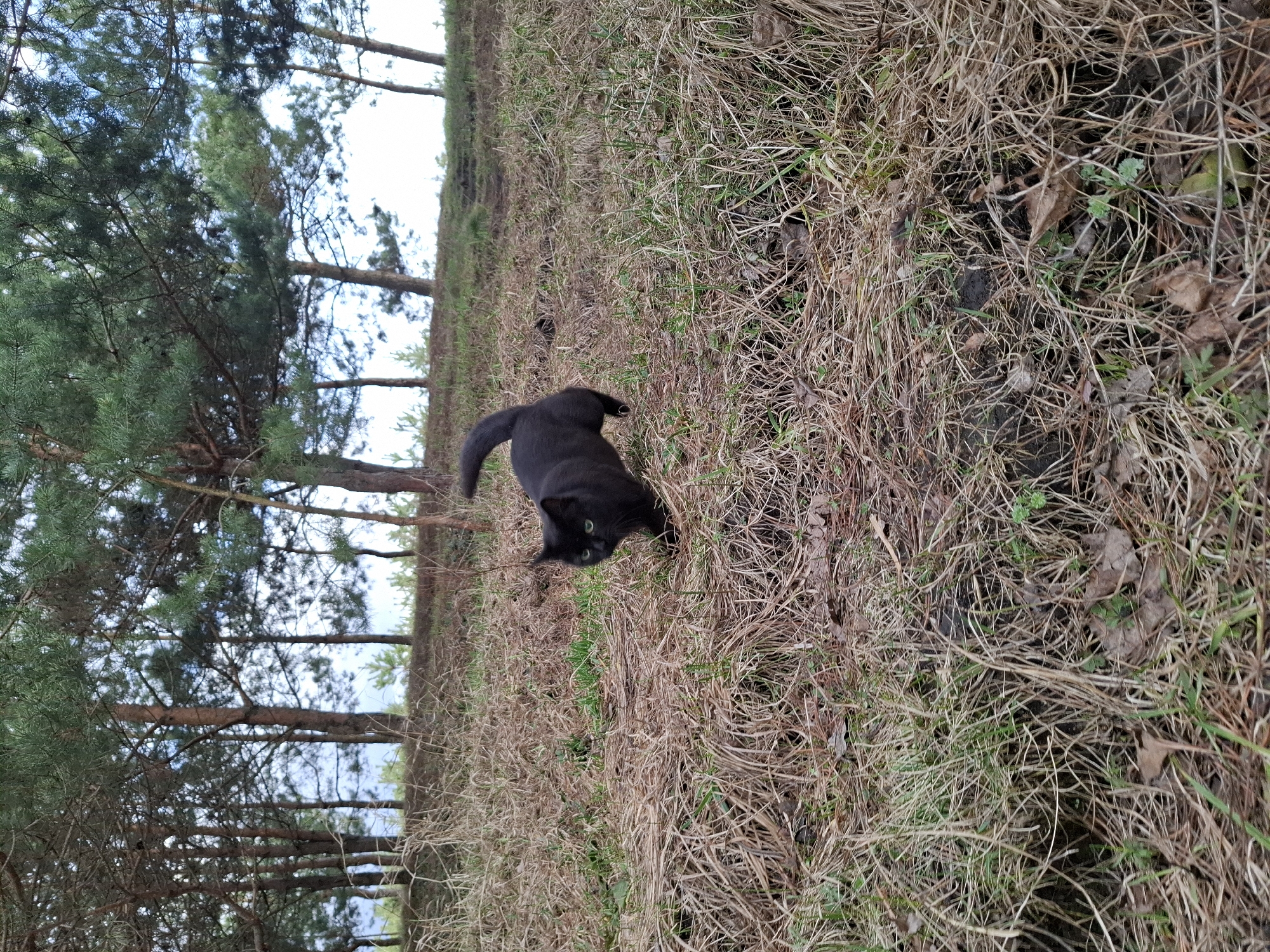 The scene is an outdoor environment on a grassy area with scattered dead grass and leaves. A black cat with green eyes is the primary subject, appearing to be looking toward the viewer. Trees are visible in the background, with the sky partially visible through the tree branches. The image appears to be taken at ground level. The specific location within the city of Unknown, Unknown cannot be determined from the image.